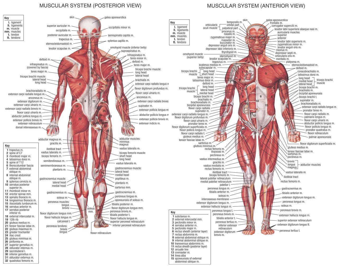 THE HUMAN BODY MUSCLES