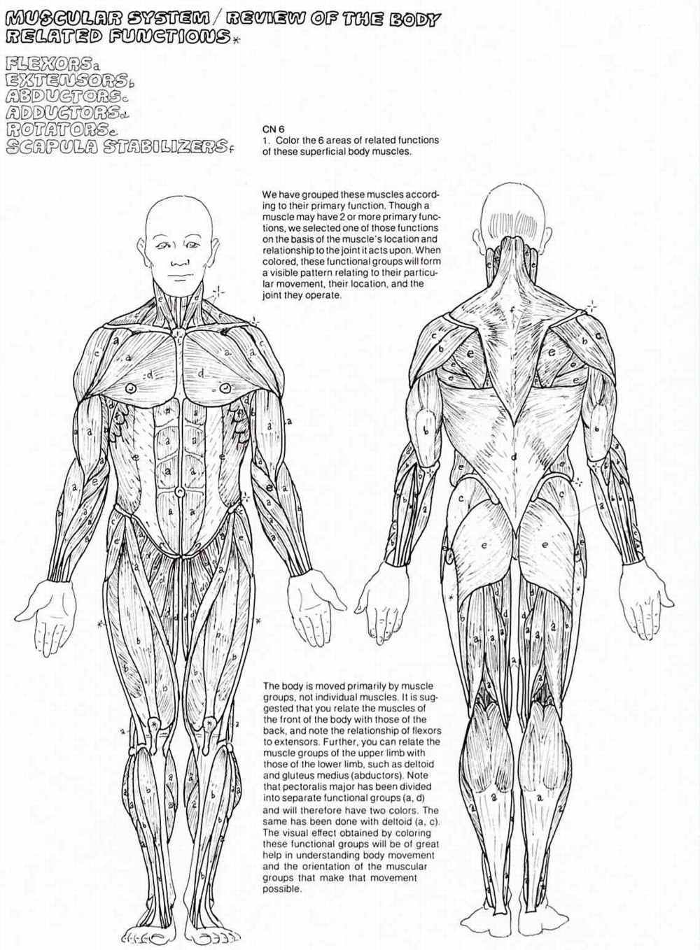Download Muscular System Wallpapers Wallpaper Cave