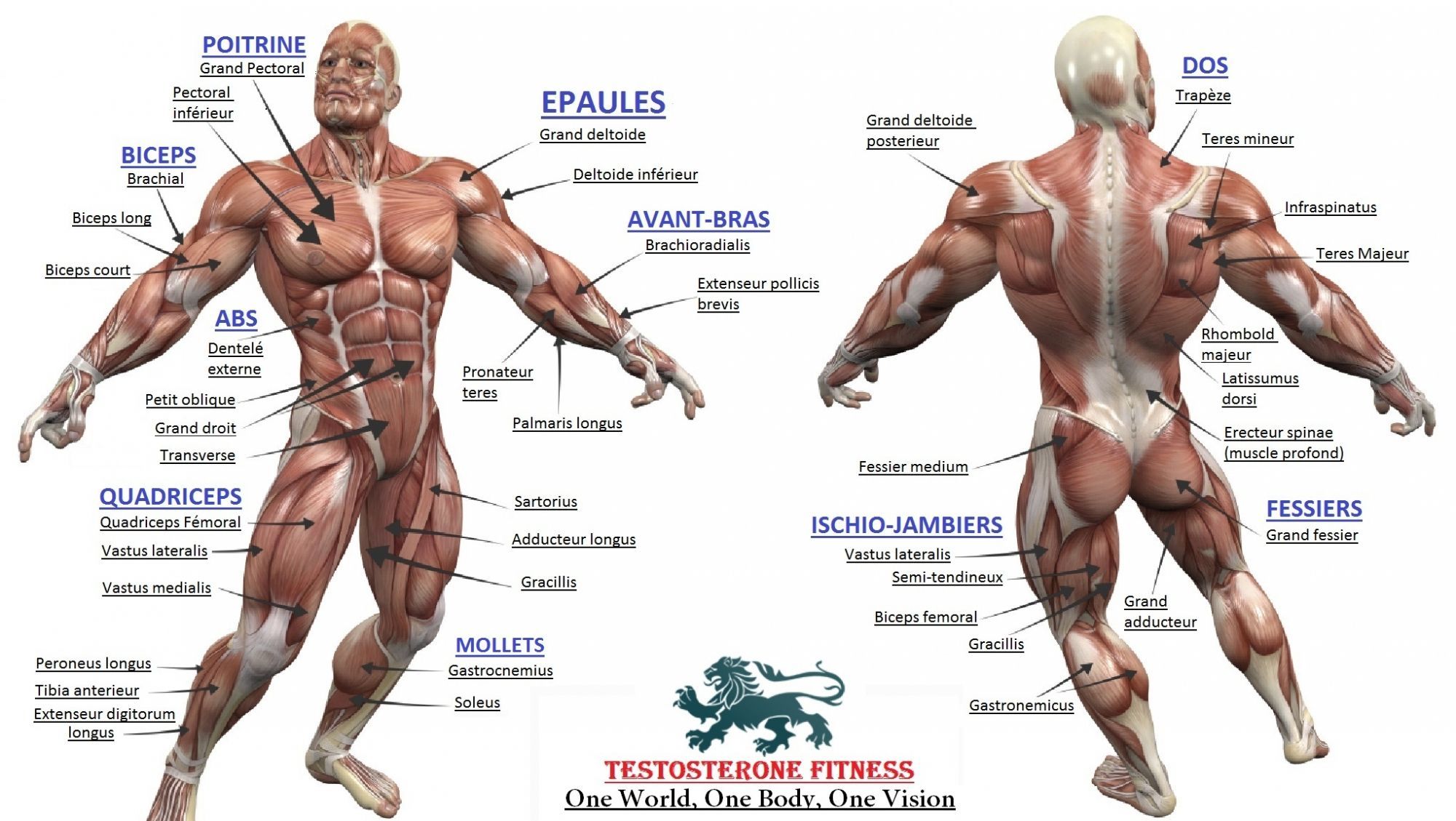 Bodybuilding Human Muscular Anatomy Chart. Muscle anatomy, Human muscular system, Muscular system