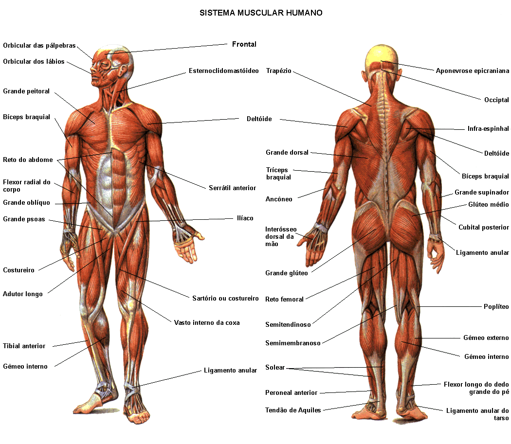 muscle diagram Large Image
