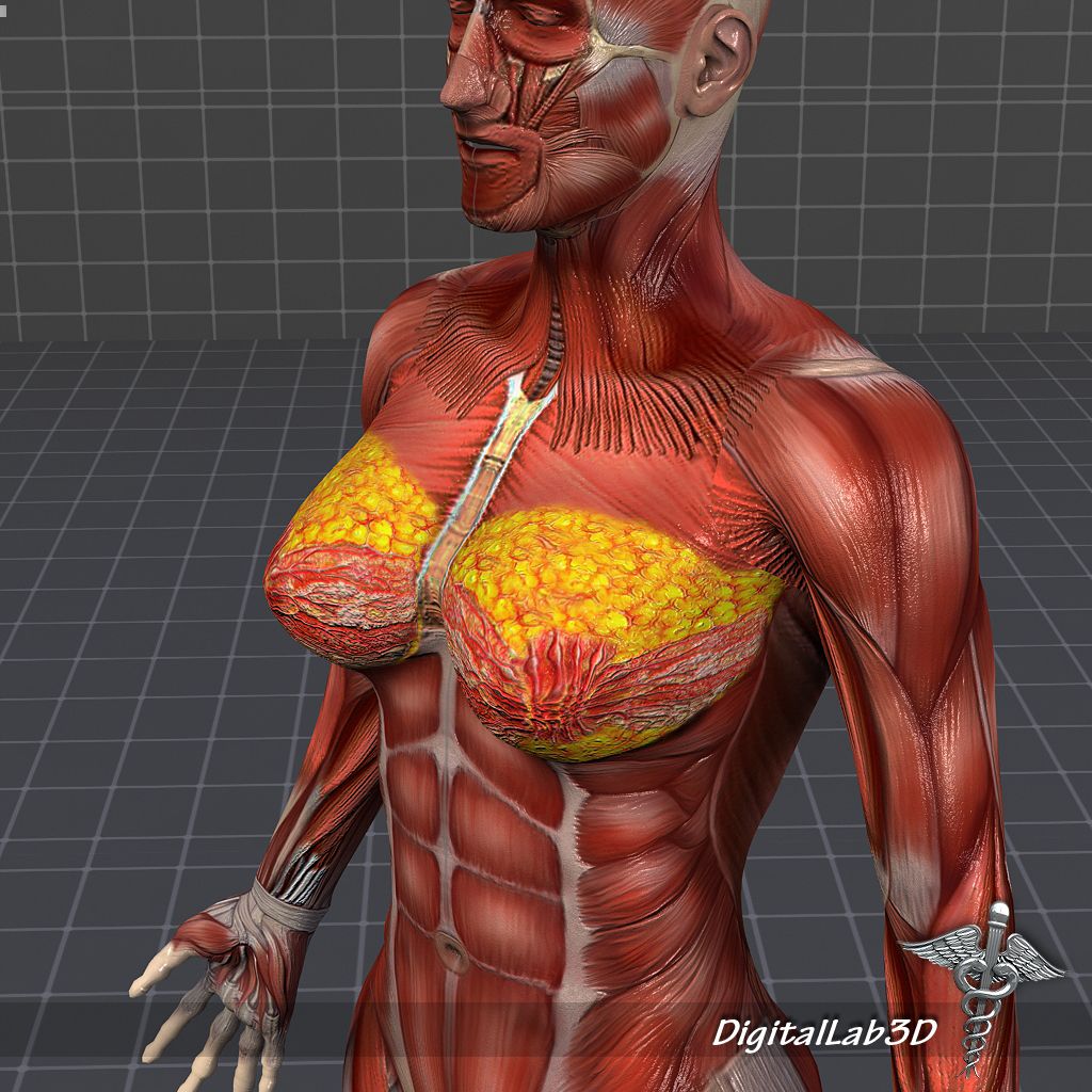Human Female Muscular System 3D Model