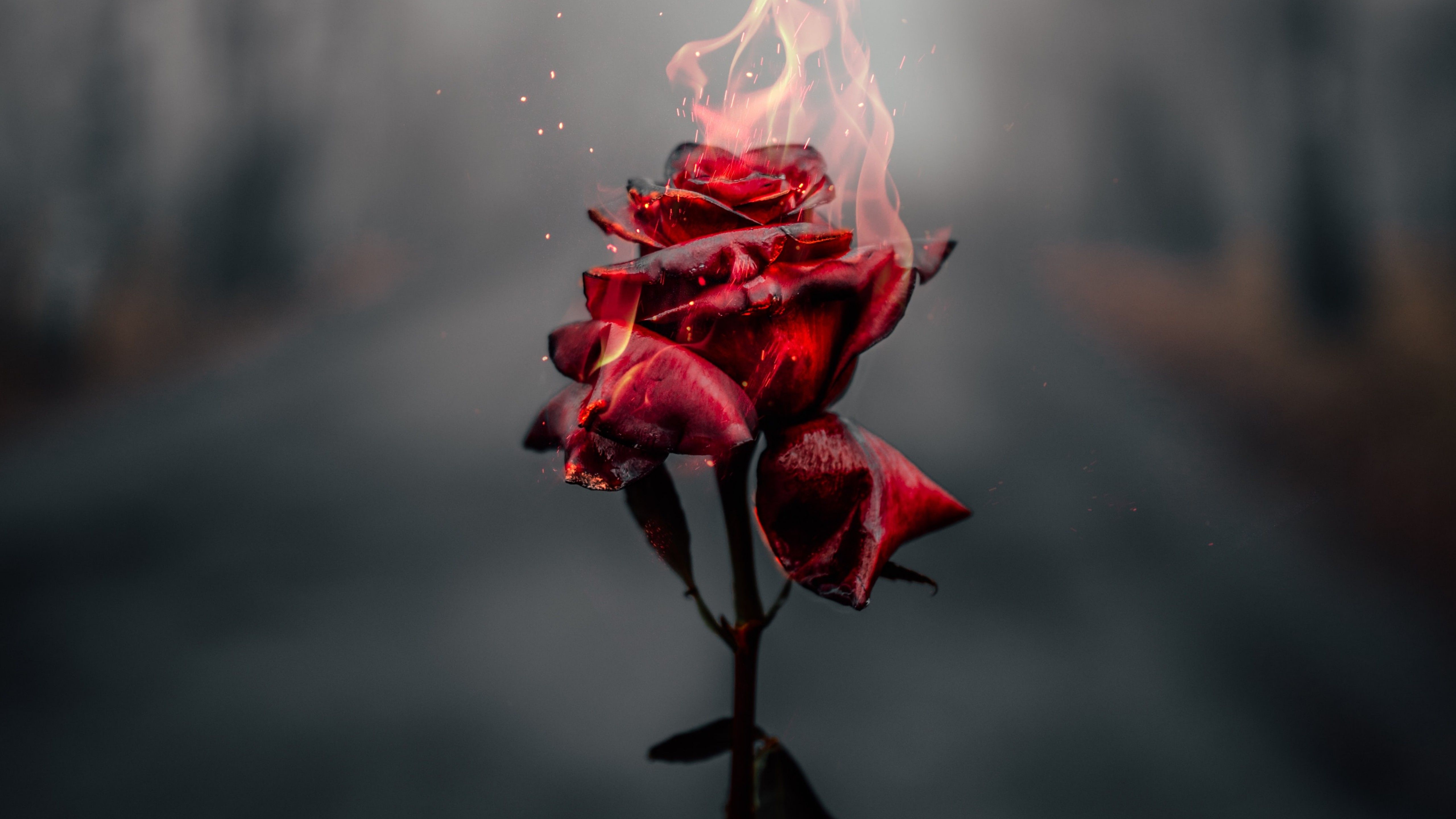 Rose flower 4K Wallpaper, Fire, Burning, Dark, Flowers