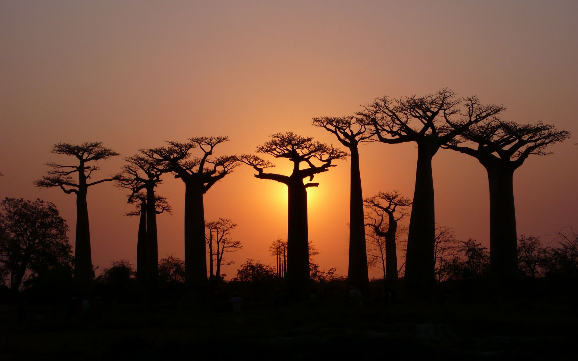 Stunning photo of baobab trees at sunset Beautiful. Baobab tree, Boabab tree, Forest sunset