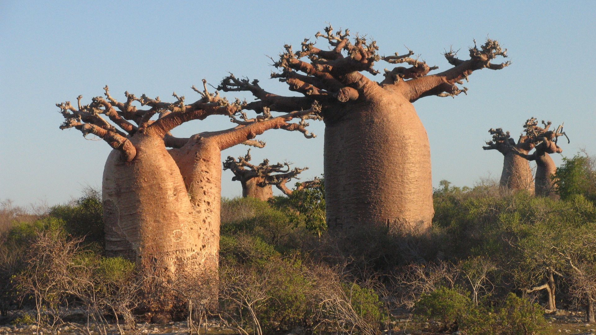 Baobab Wallpaper HD