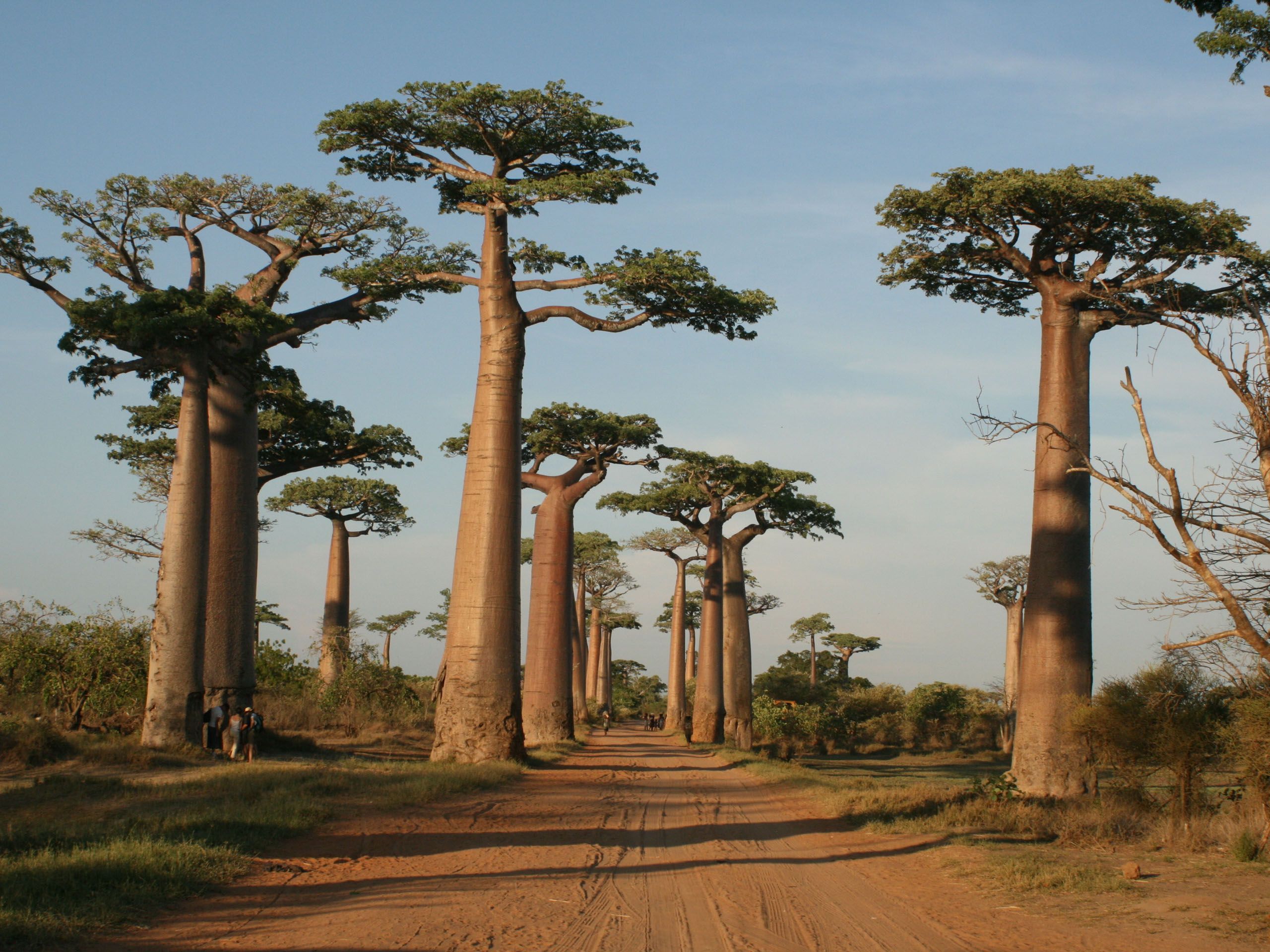 Avenue Of The Baobabs (2560×1920). Baobab Tree, Madagascar Travel, Places To Visit