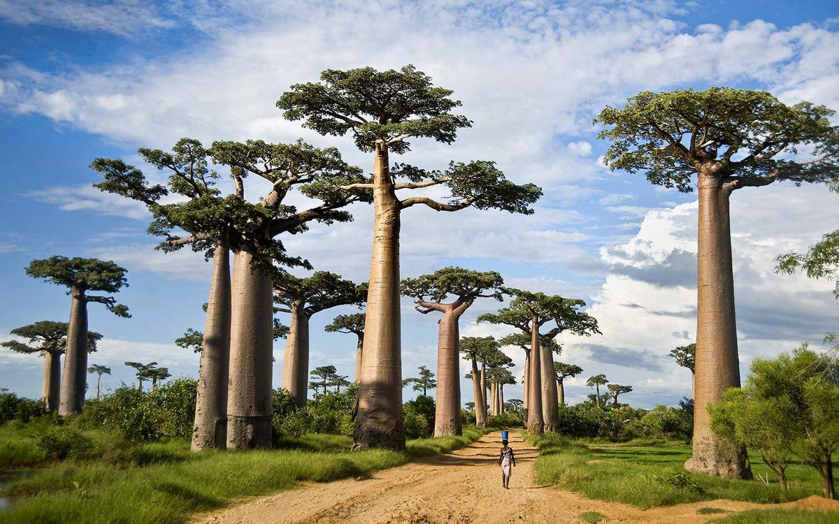 Baobab Tree