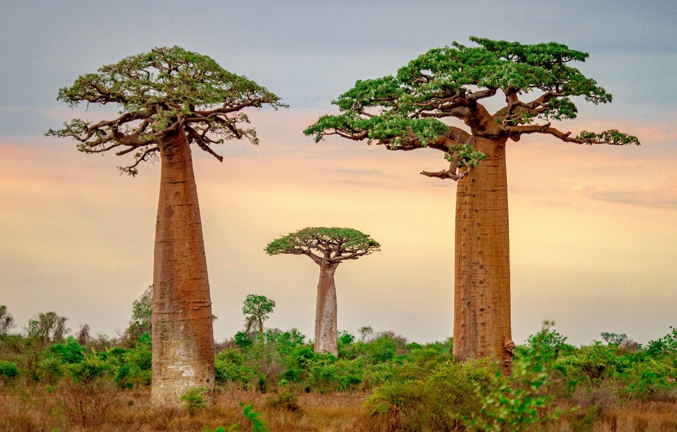 Wallpaper trees, baobab, Madagascar image for desktop, section пейзажи