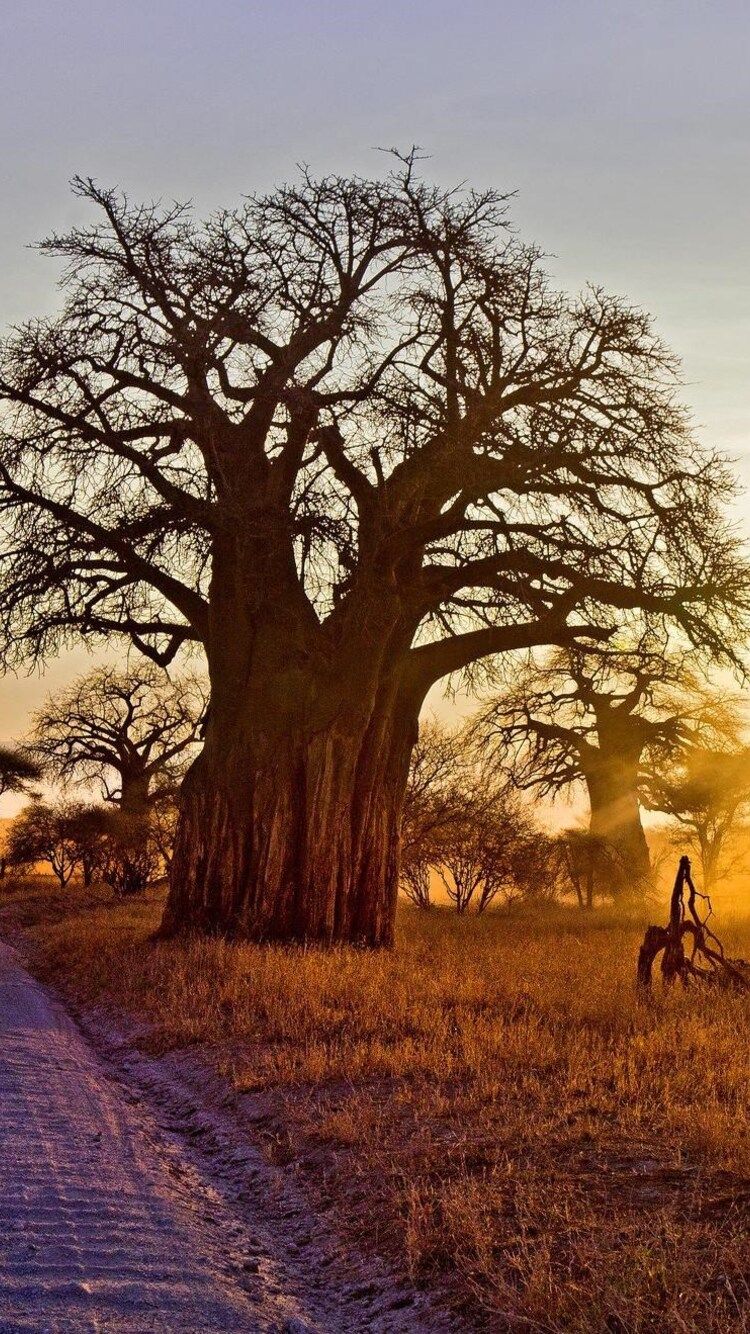 Baobab Tree iPhone iPhone 6S, iPhone 7 HD 4k Wallpaper, Image, Background, Photo and Picture