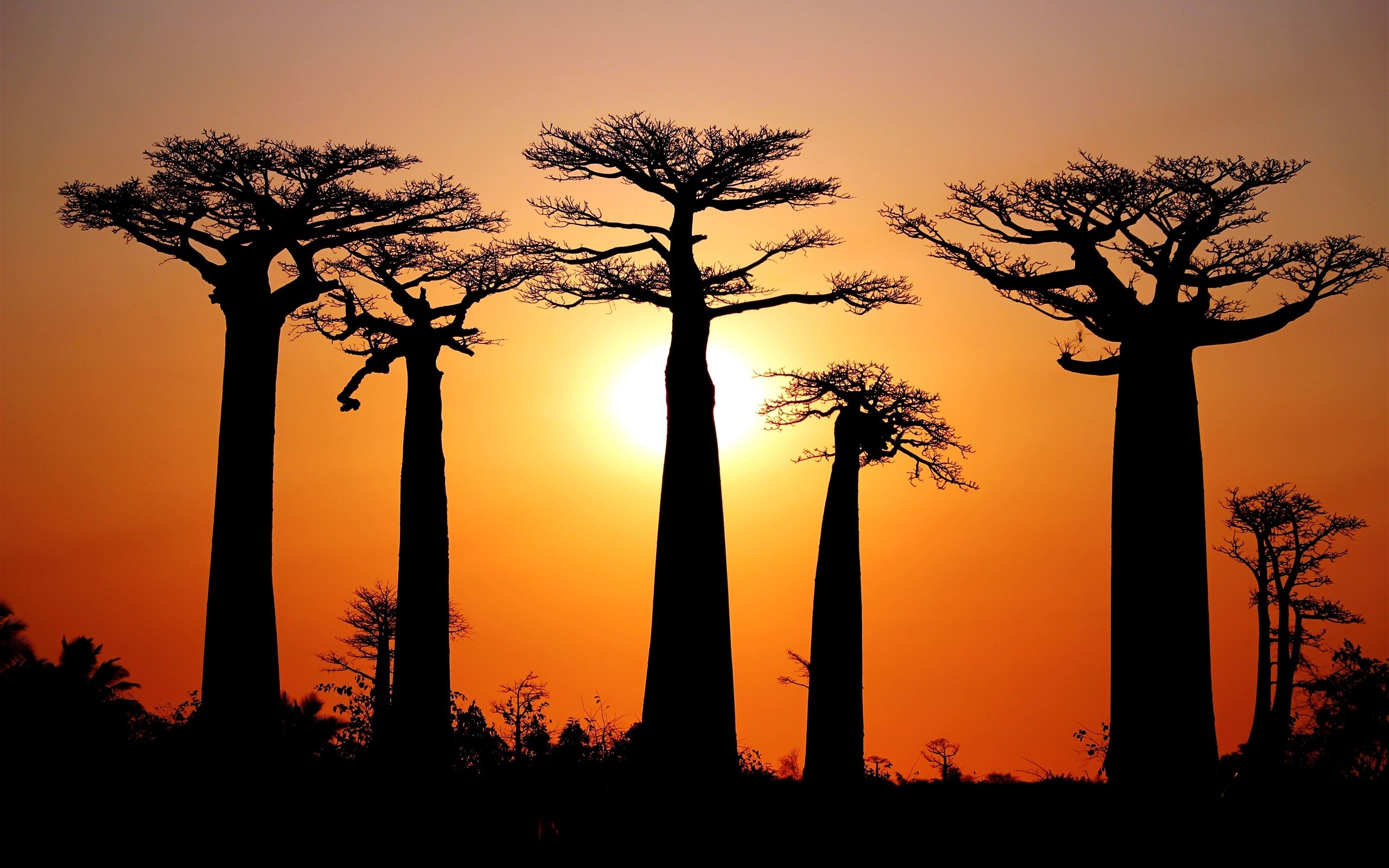 Wallpaper Many baobabs, sunset, Morondava, Madagascar 2560x1600 HD Picture, Image