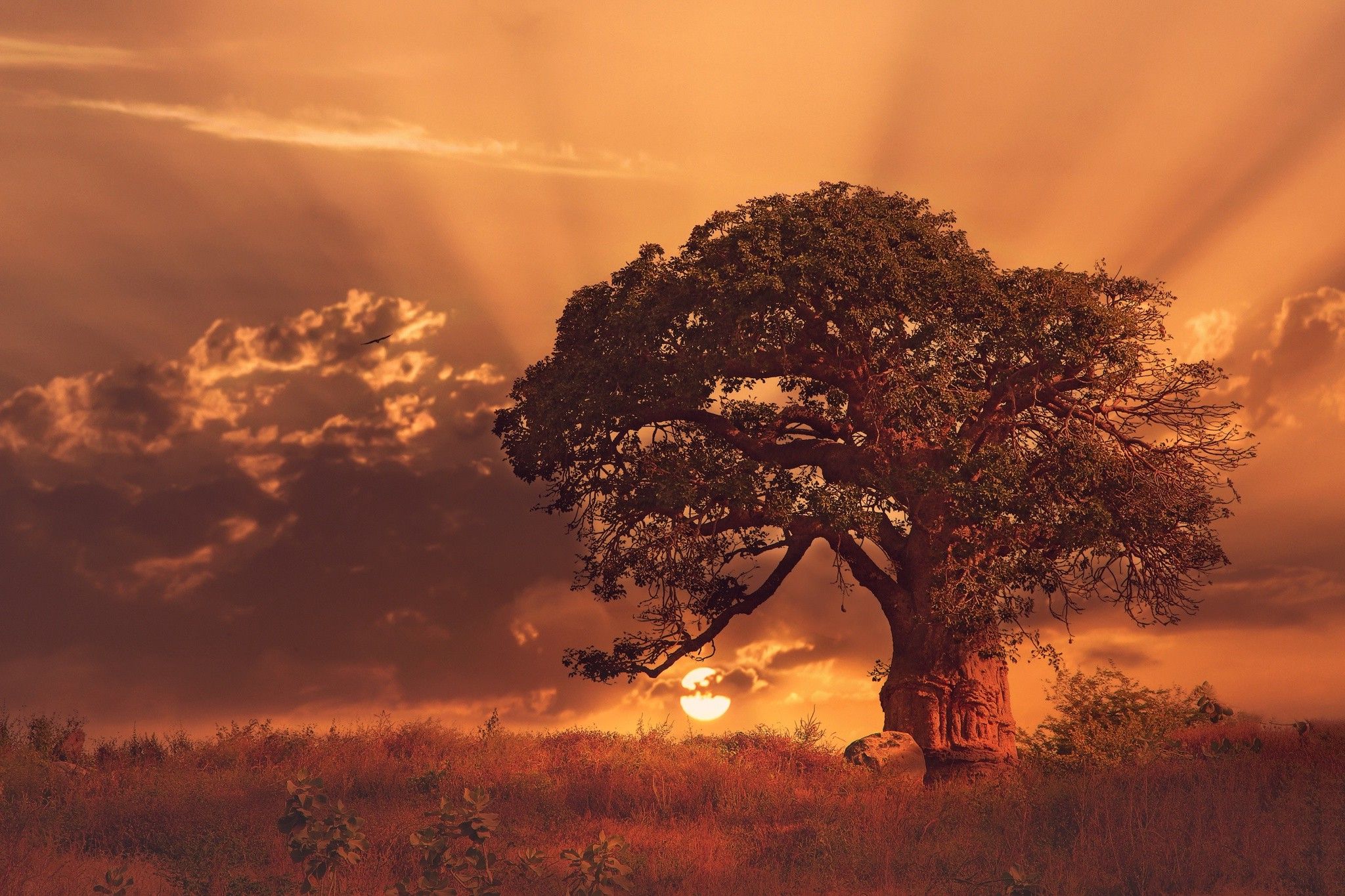 nature, Landscape, Sunset, Trees, Baobab Trees, Clouds, Africa, Grass, Sun Rays Wallpaper HD / Desktop and Mobile Background