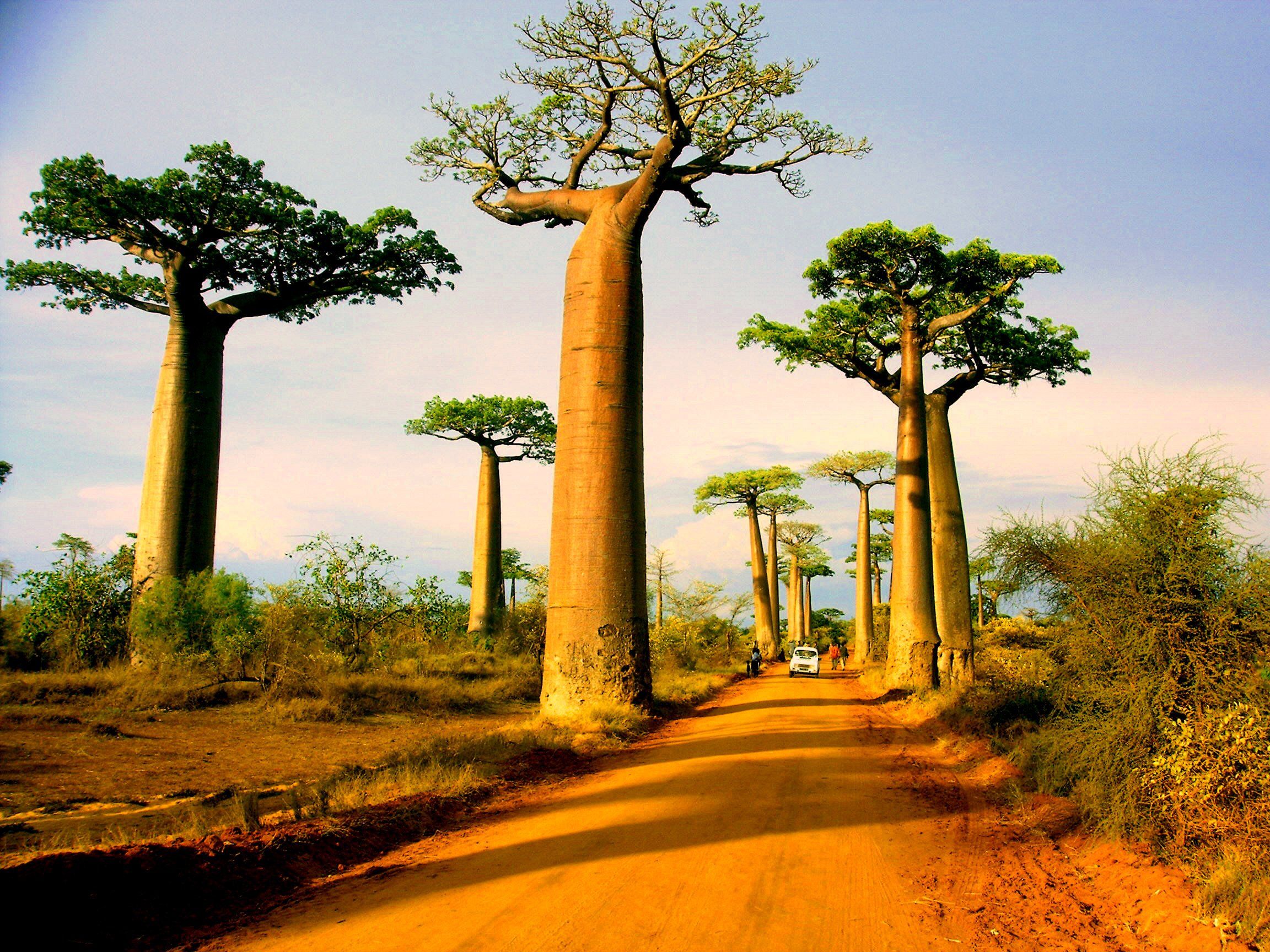 Baobabs 4K wallpaper for your desktop or mobile screen free and easy to download