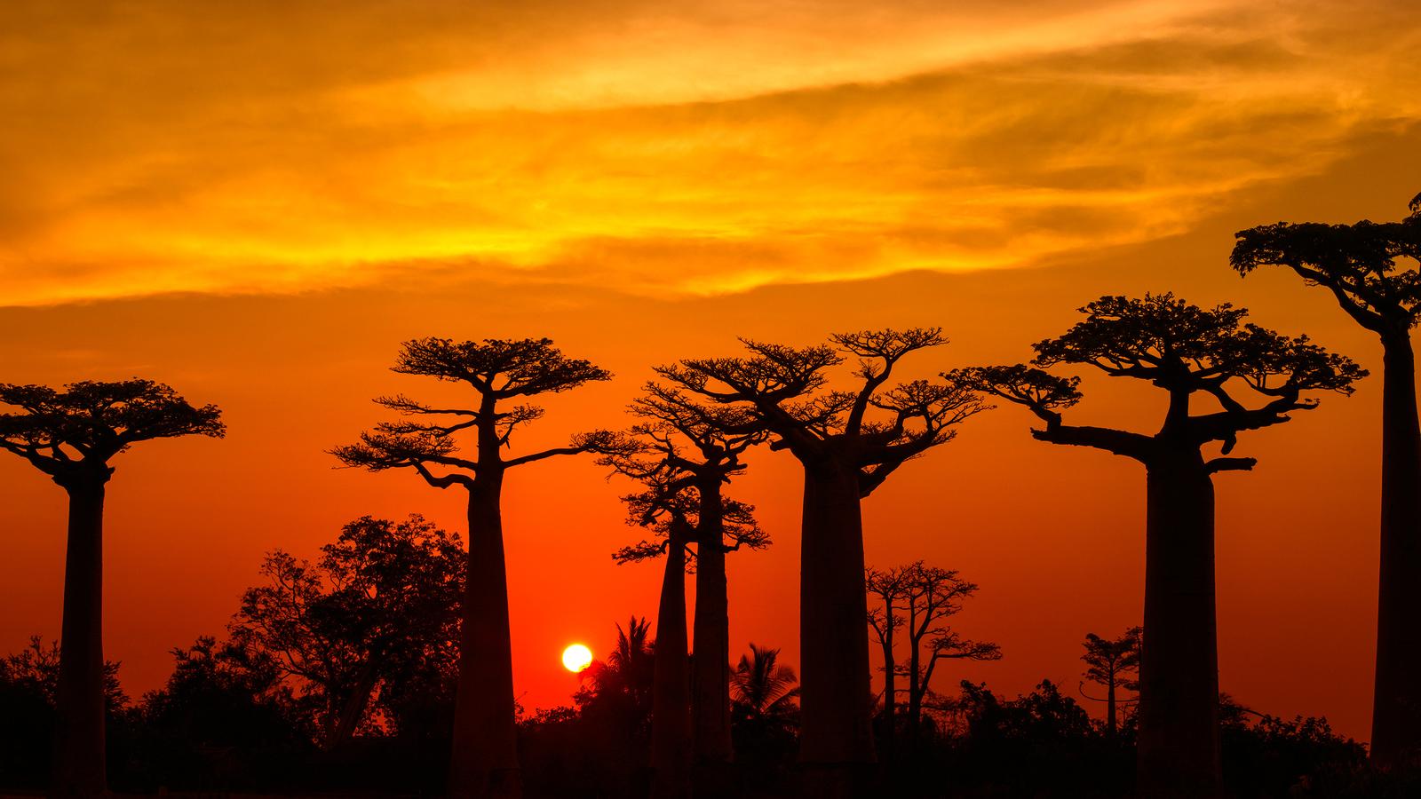 Avenue Of The Baobabs HD Wallpaper