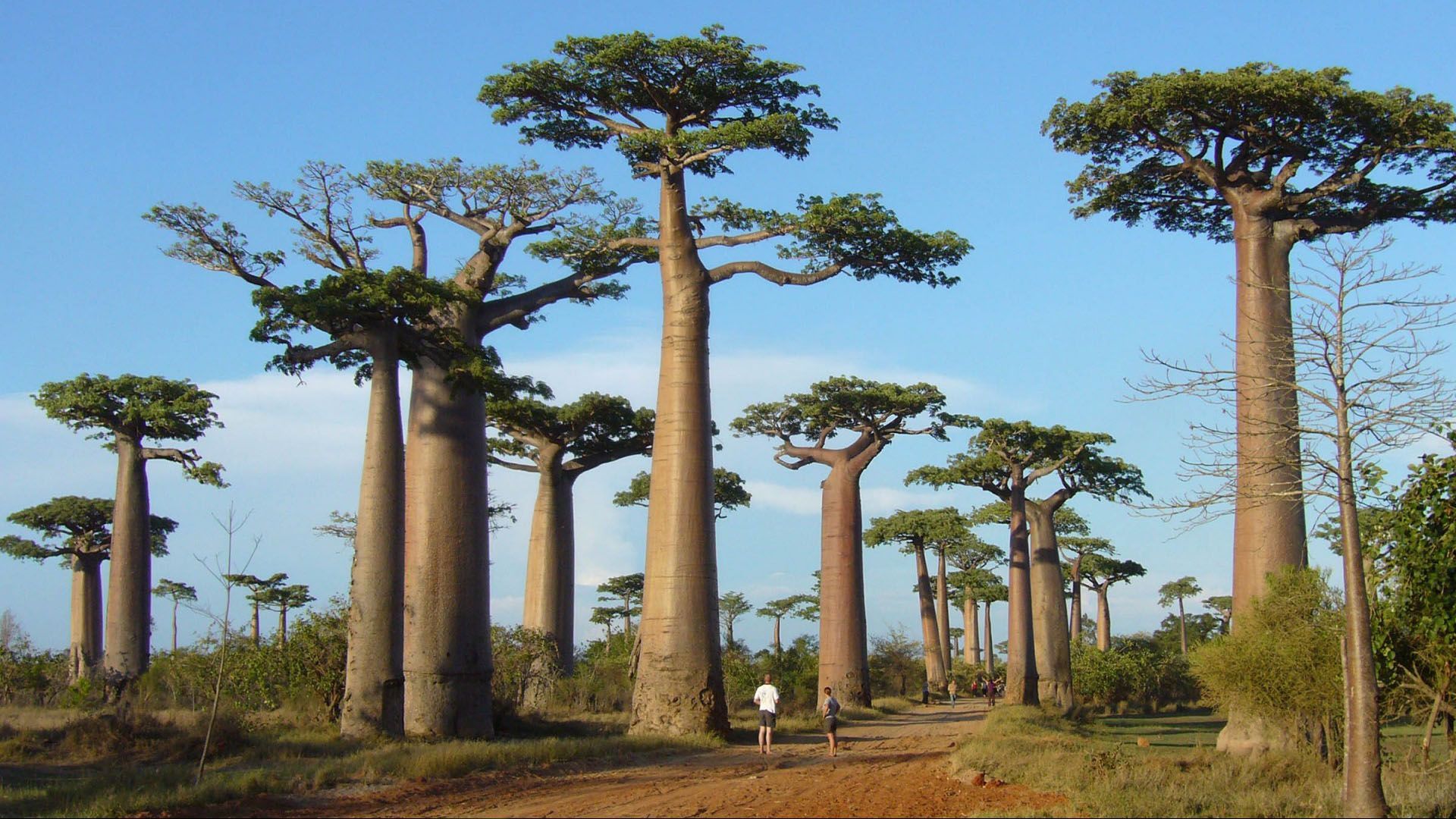 Baobab Avenue Madagascar Background. Baobab tree, Baobab, Madagascar
