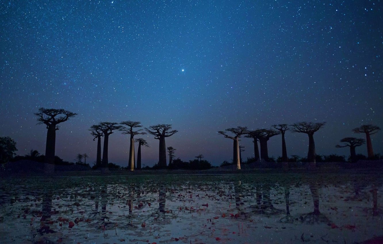Wallpaper stars, trees, night, reflection, Madagascar, baobab, Manab image for desktop, section природа