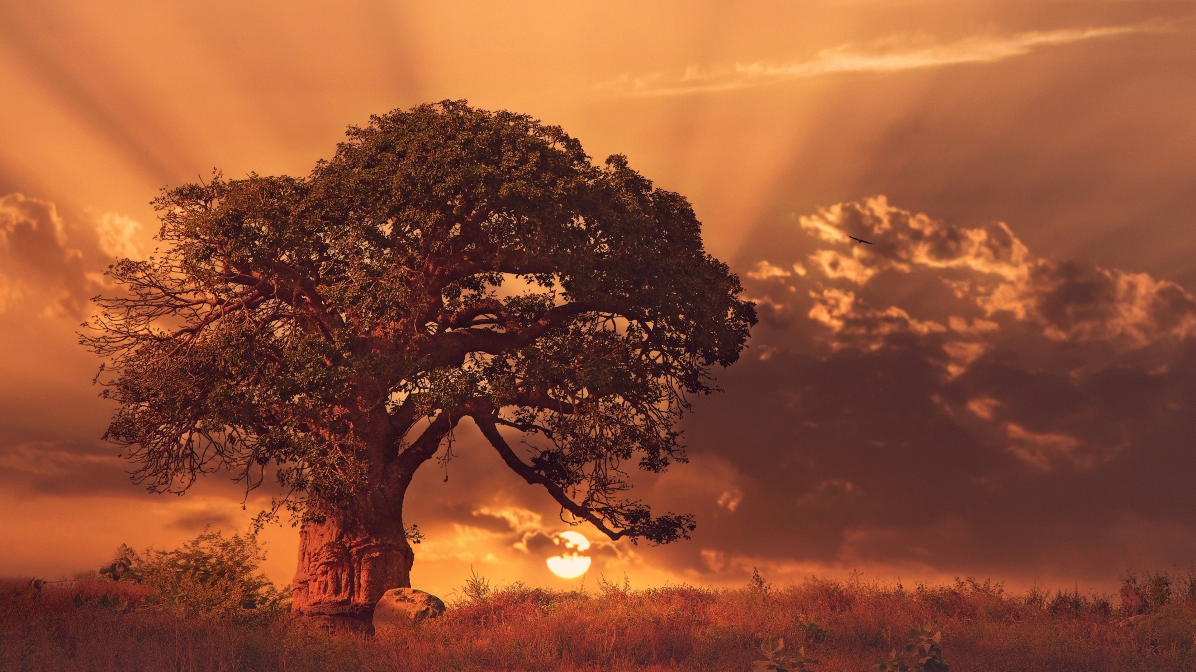 Baobab 4K wallpaper for your desktop or mobile screen free and easy to download