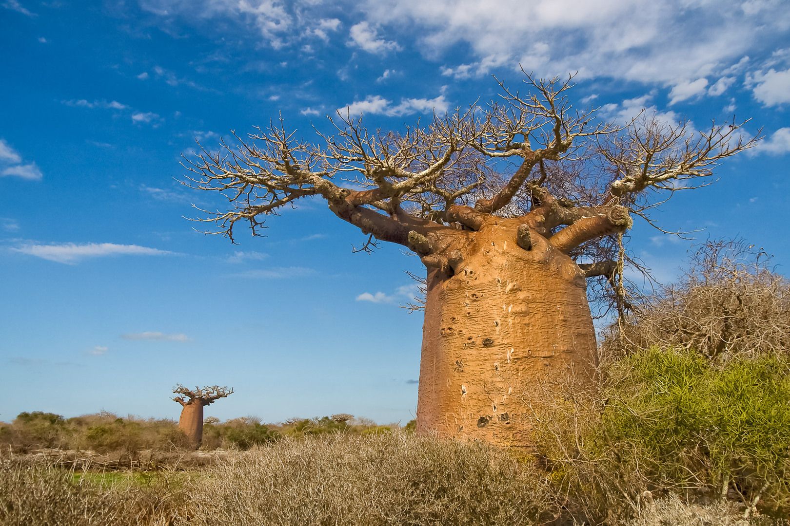Baobab Wallpapers Wallpaper Cave