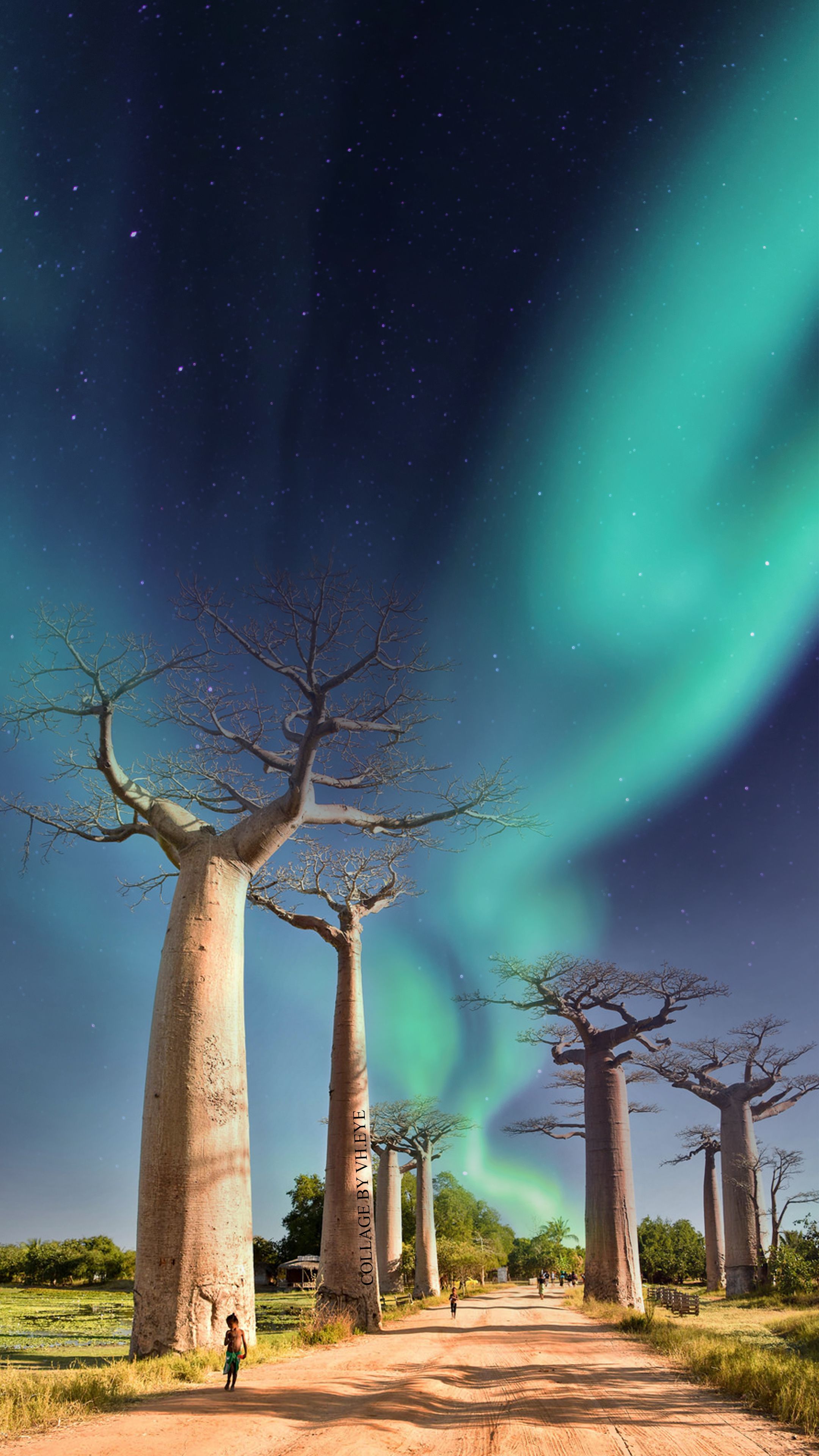 Madagascar Lemurs Baobab Wallpaper iPhone / Android Art by Vh.Eye Northern Lights Aurora Borealis. Madagascar country, Nature wallpaper, Wallpaper