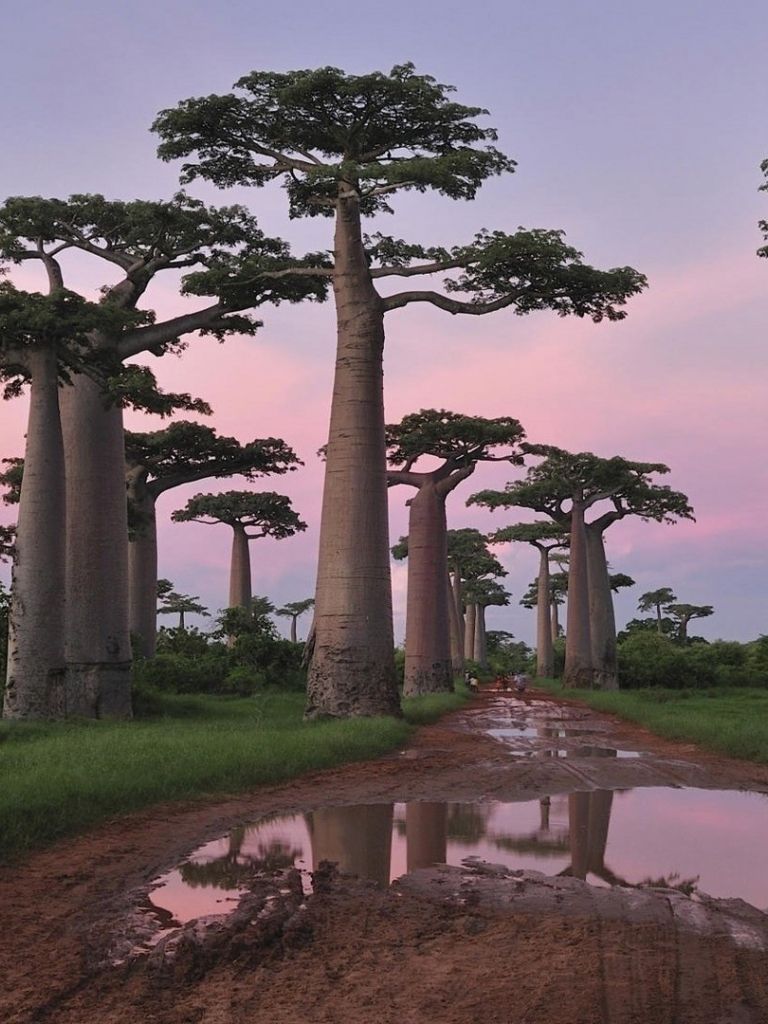 Free download Baobab Tree Wallpaper and Background Image stmednet [1920x1080] for your Desktop, Mobile & Tablet. Explore Baobab Background. Baobab Background