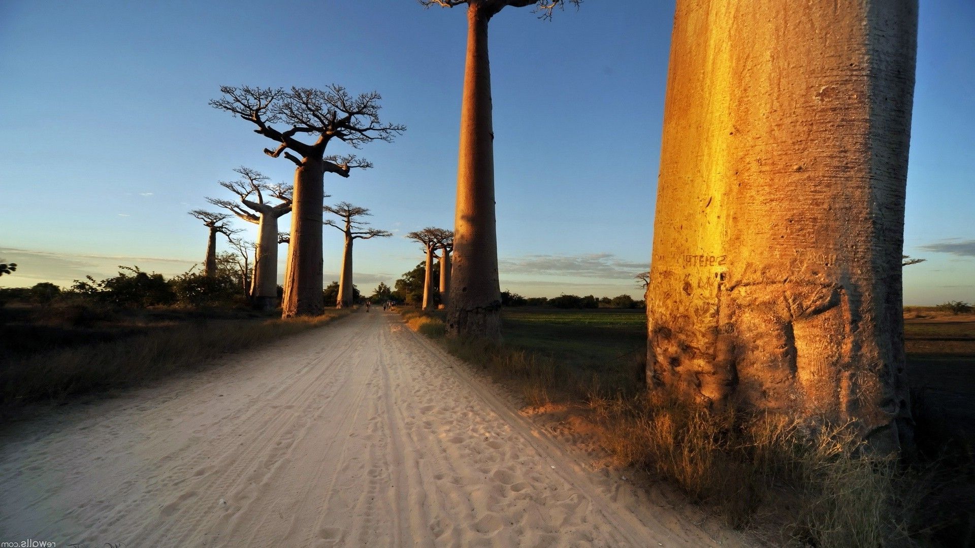 nature, Baobabs Wallpaper HD / Desktop and Mobile Background