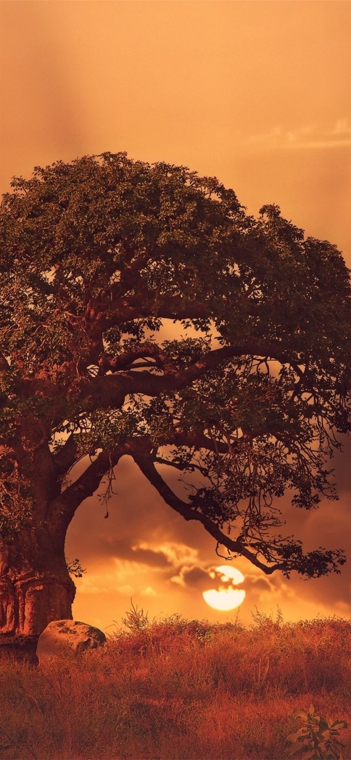 baobab tree sybset iPhone X Wallpaper Free Download