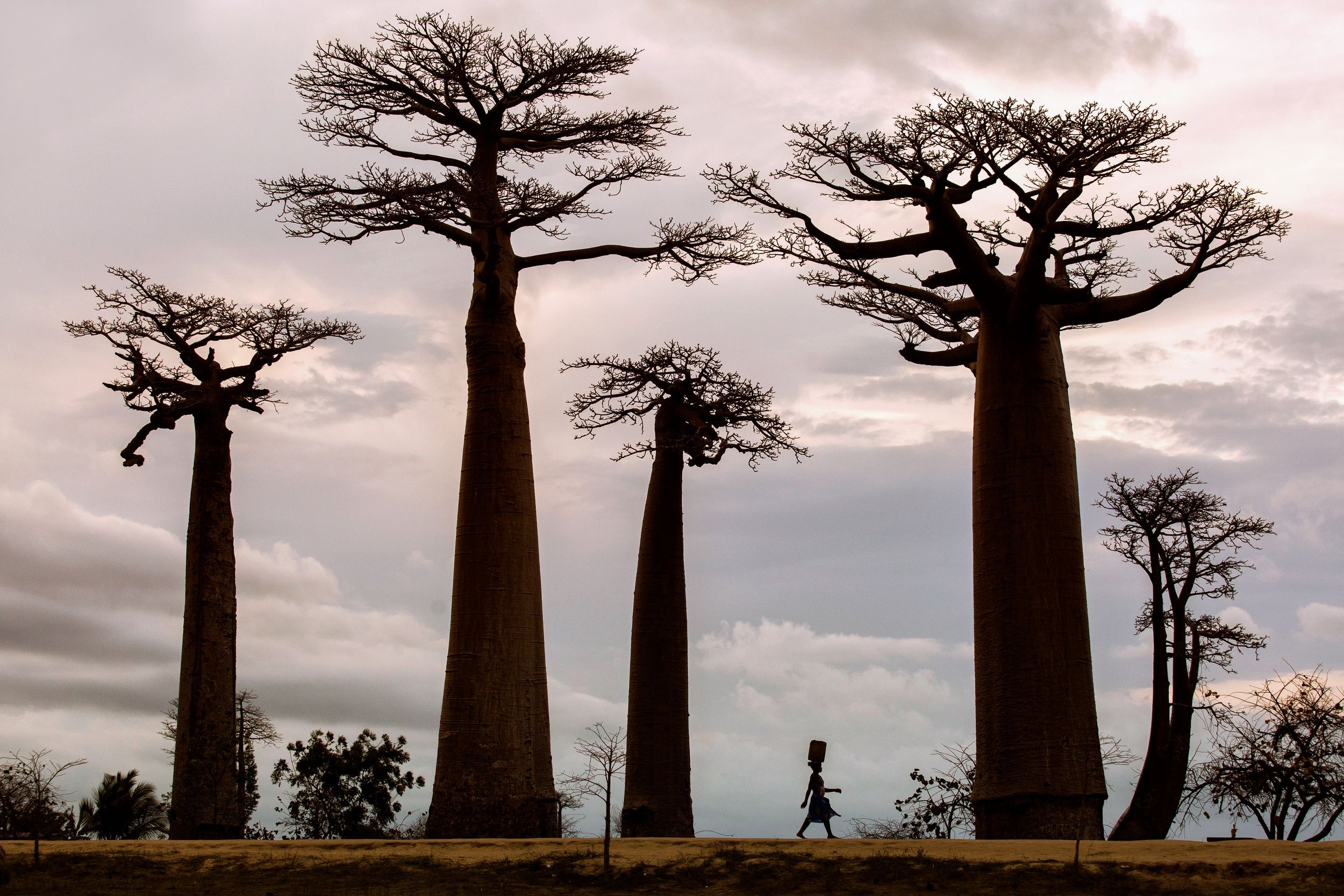 Africa Trees Plants Baobab Trees Baobabs Nature Wallpaper:2500x1667