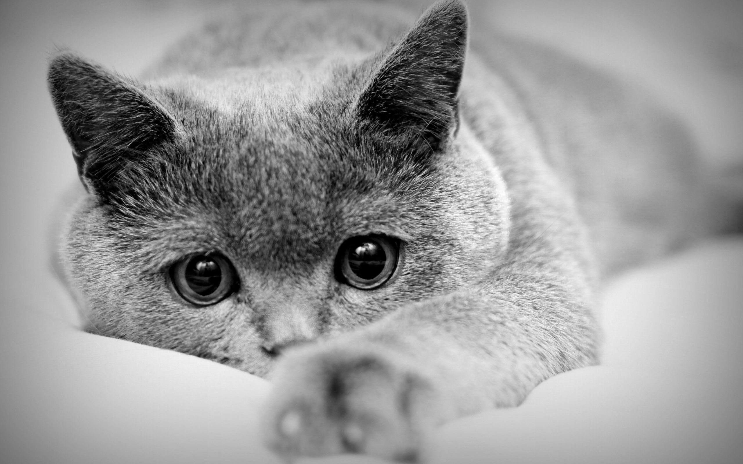 Download Grey Cat Wallpaper Gallery
