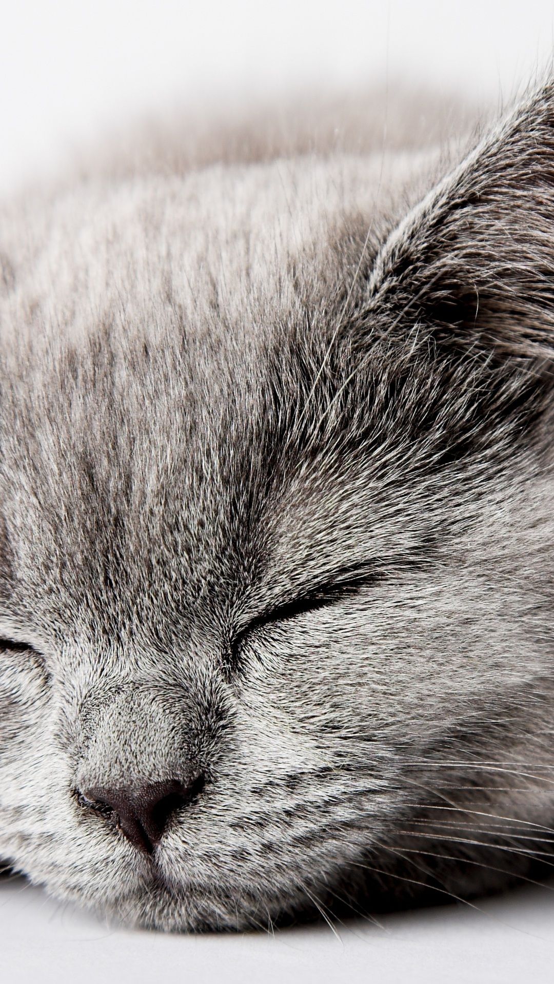 kitten, grey, cat, kitty, cat, cat, sleeping desktop wallpaper 58157