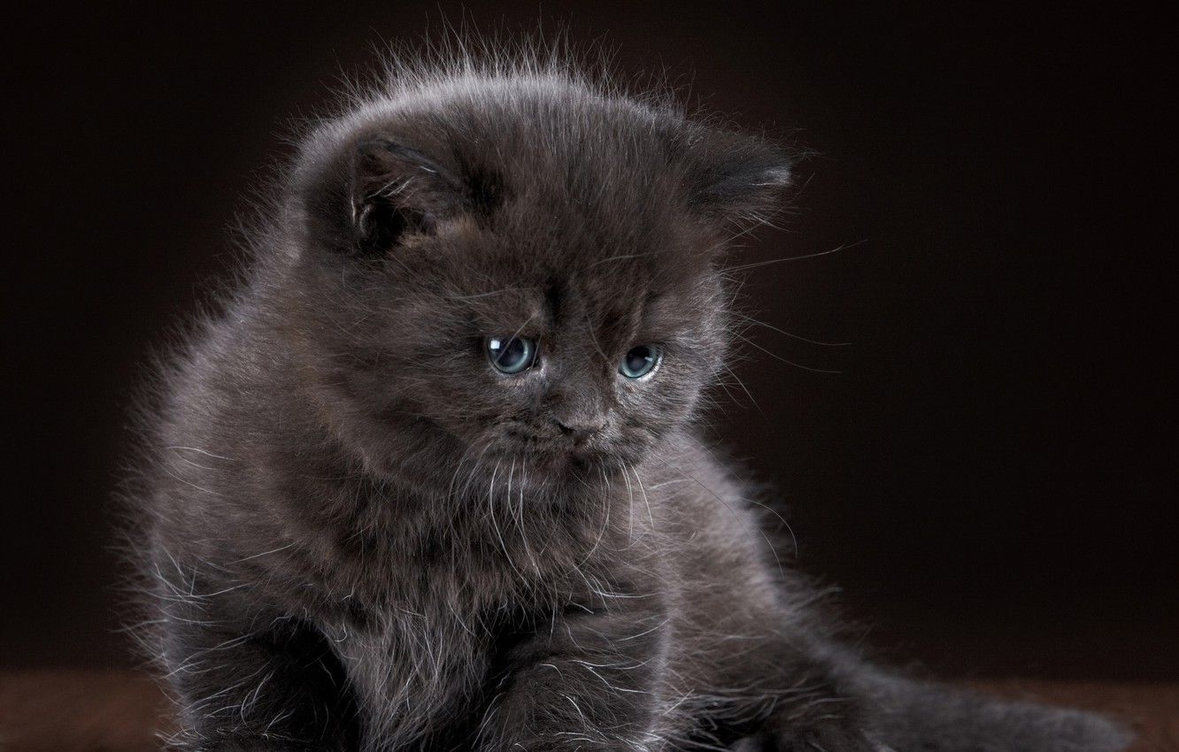 Photo Wallpaper Kitty, Grey, Baby, Grey, Wallpaper, Small Fluffy Cat