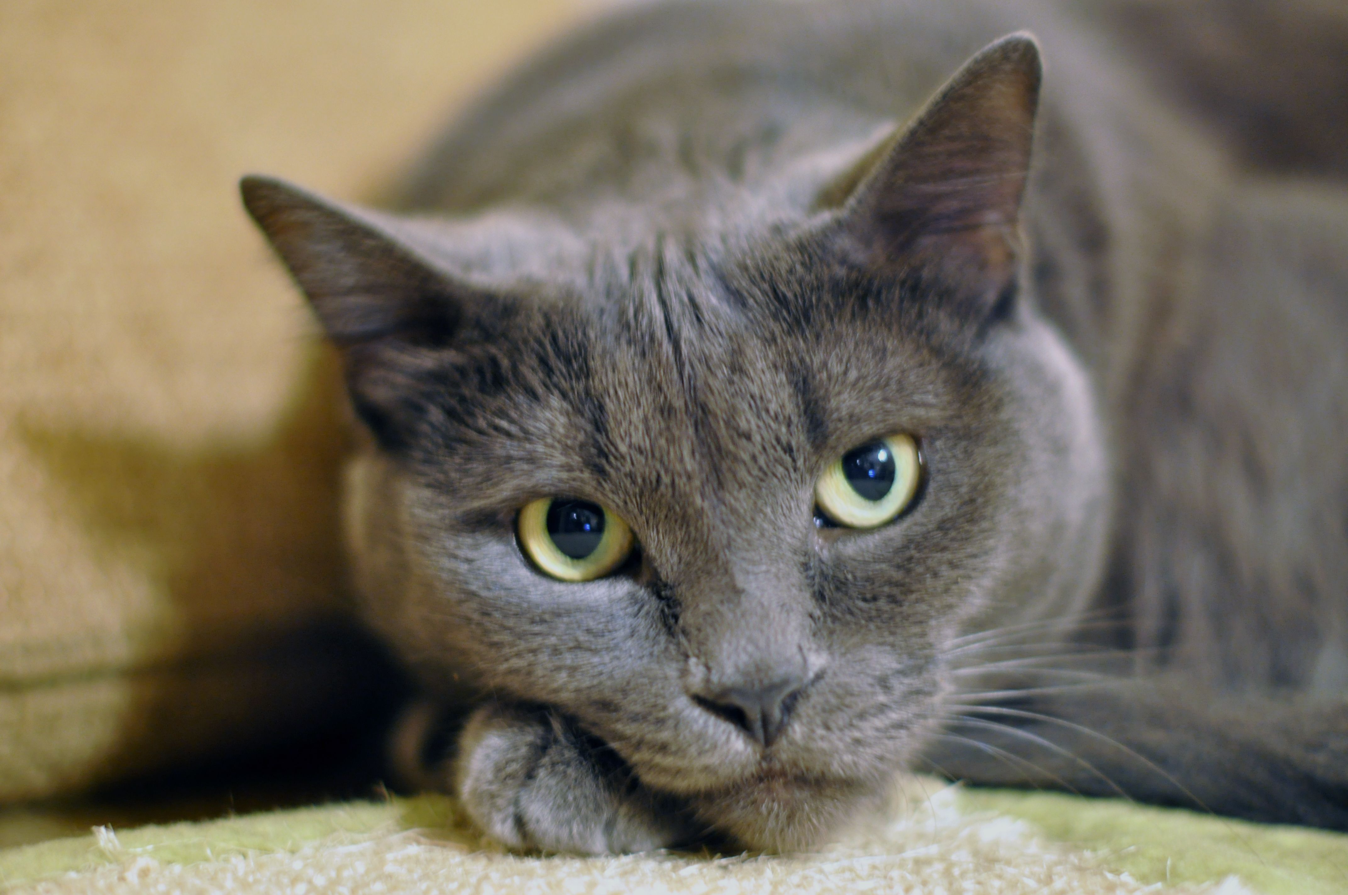 Free photo: Gray Cat, Fur, Pet