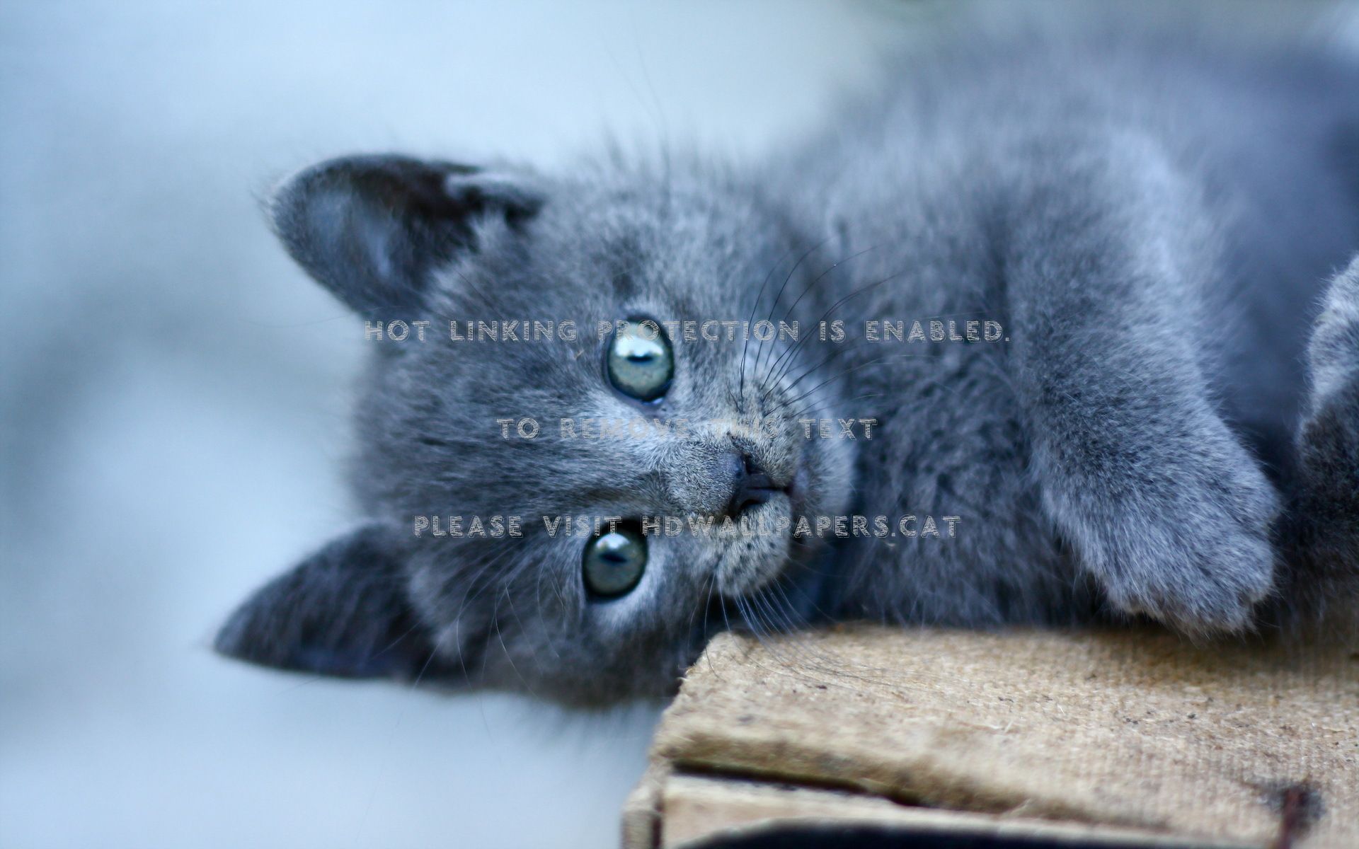cute kitten photography grey cat sweet