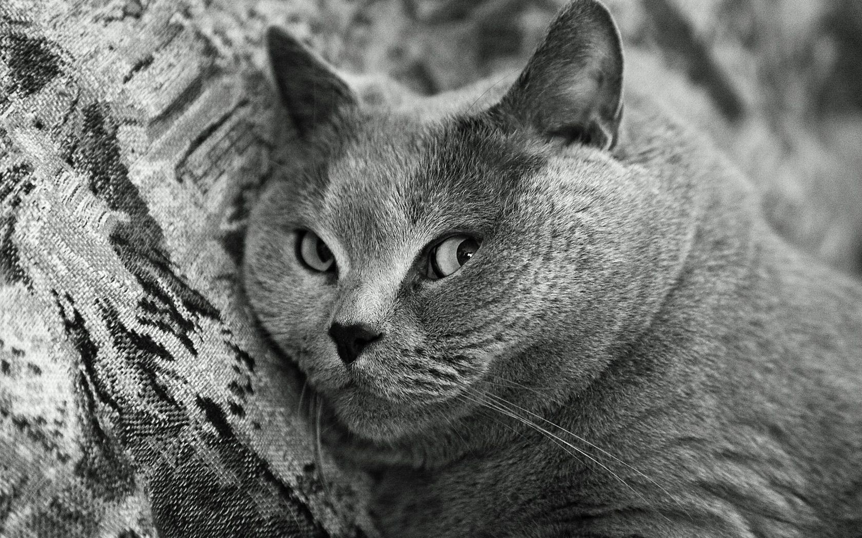 Grey cat wallpaper and image, picture, photo