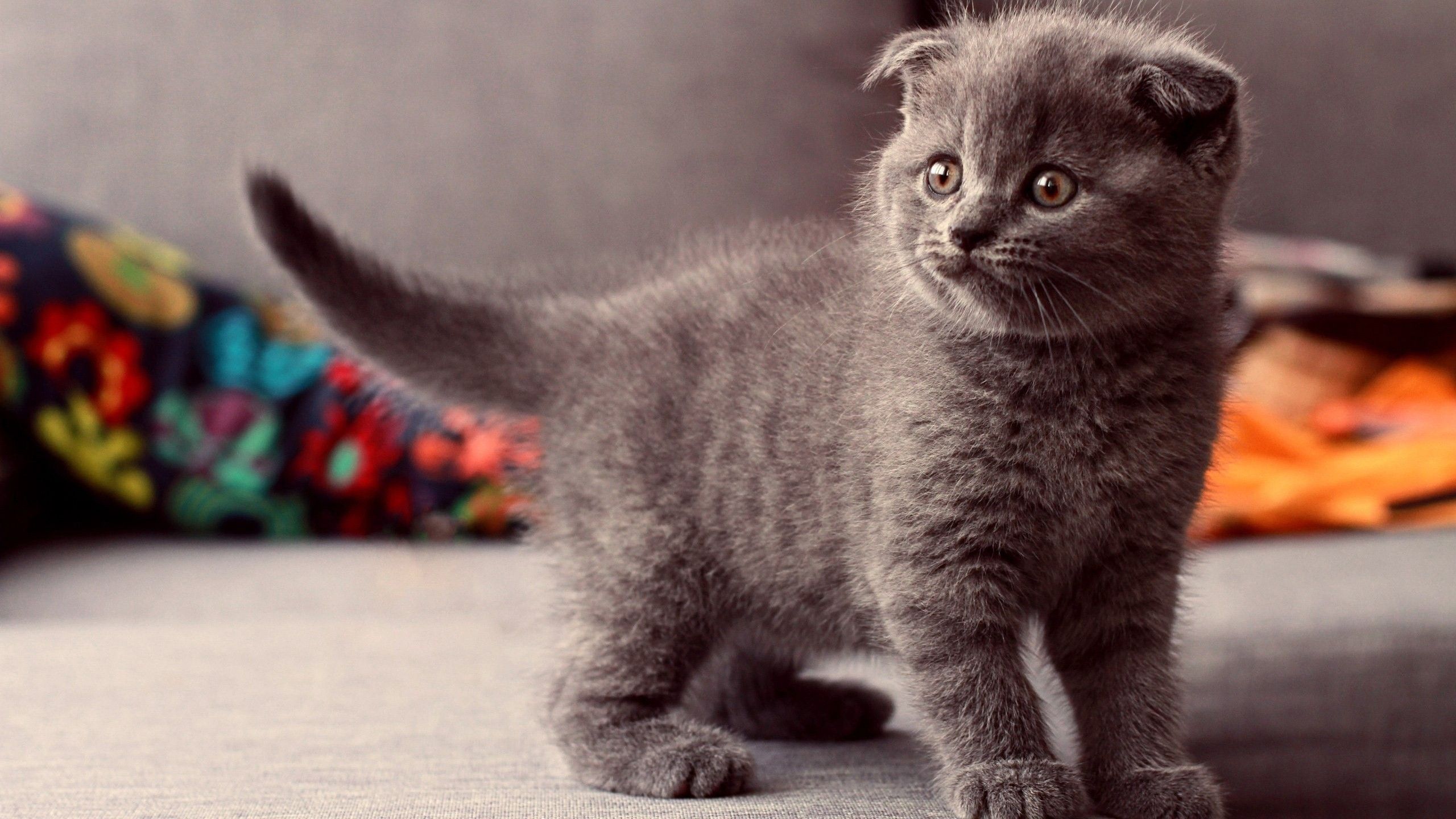 Grey Cat Wallpapers - Wallpaper Cave