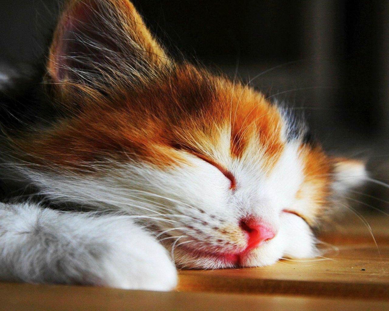 Sleepy Cat. Download Wallpaperdownloadwallpaper.net
