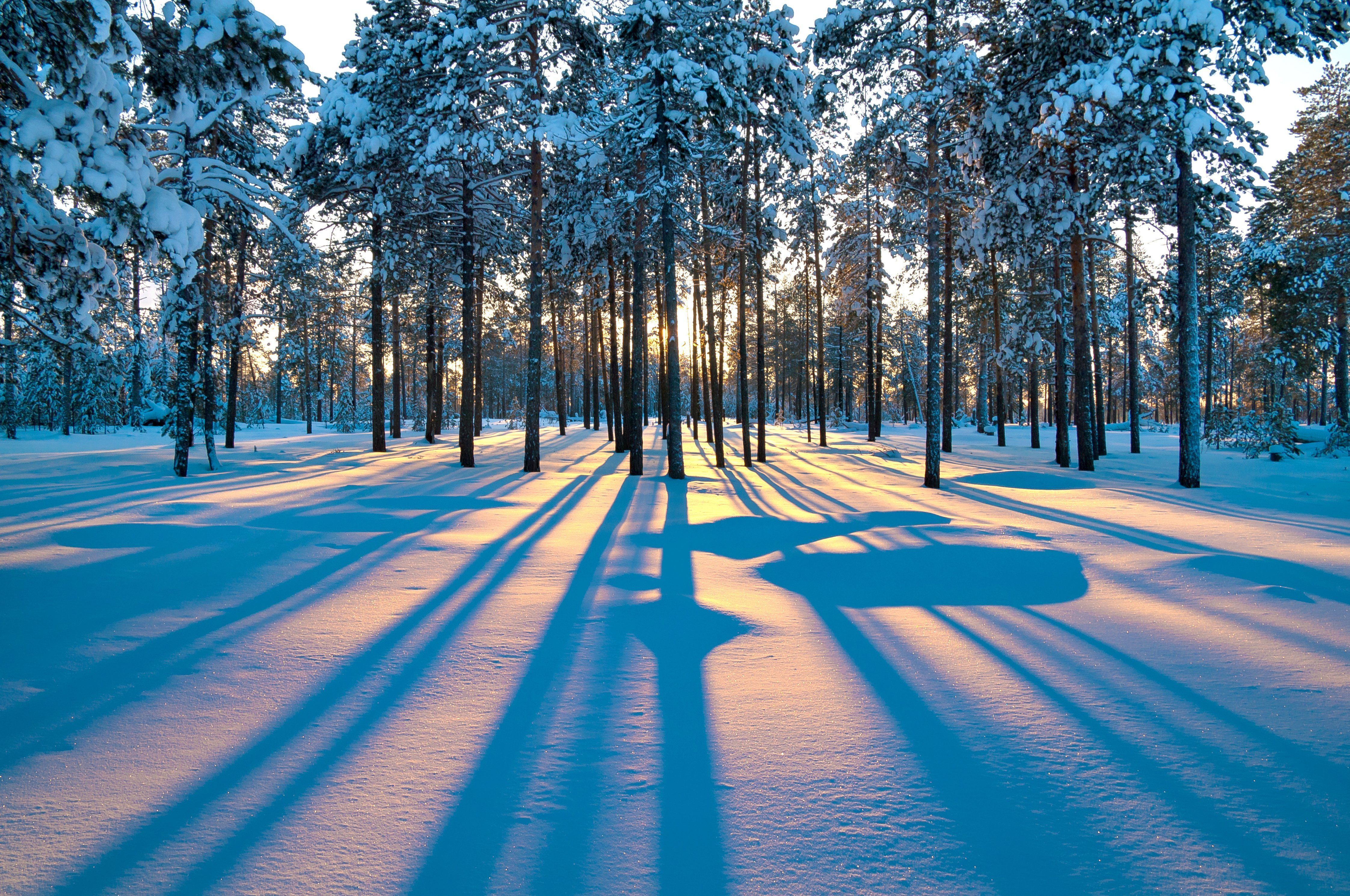 Snowy Forest At Sunrise Wallpapers Wallpaper Cave