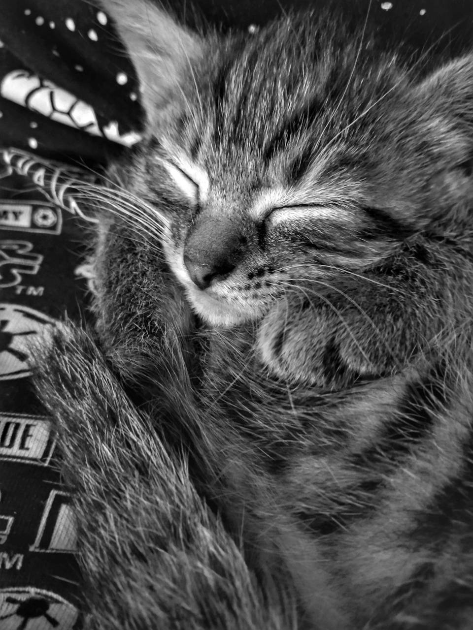 sleepy kitty wallpaper