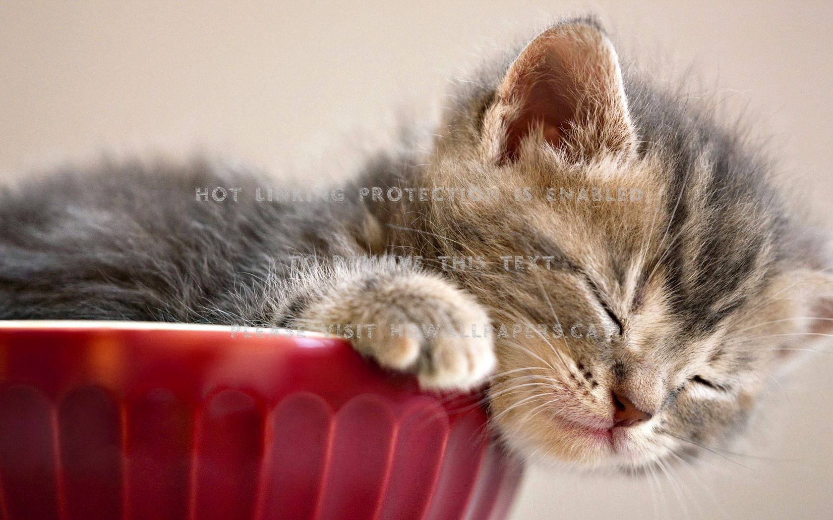 sleepy kitty red paws cats kitten cute cup