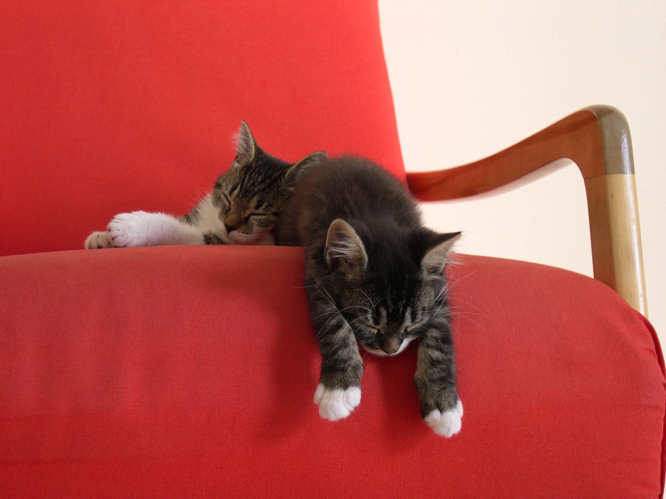 Two Sleepy Kittens Wallpaperx1704