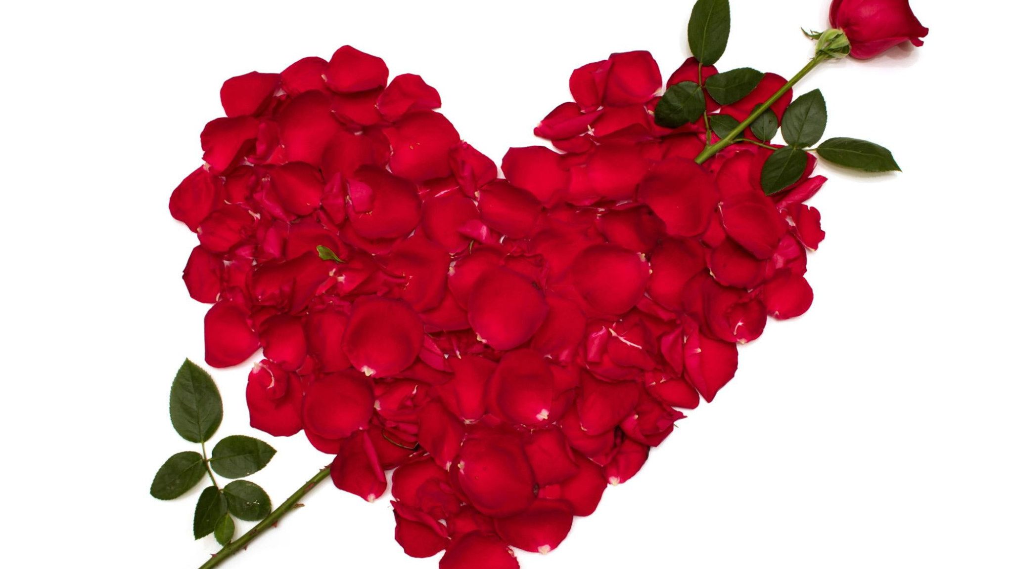 Roses Heart Red Petals Flowers, love, valentine's day, valentine 2021 wallpaper • Wallpaper For You HD Wallpaper For Desktop & Mobile