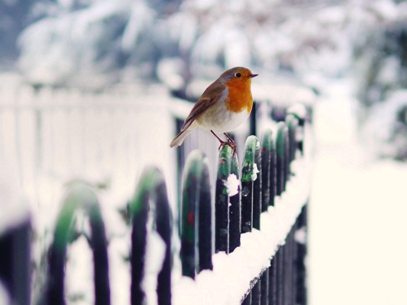 Download wallpaper 1400x1050 birds, snow, fence, winter standard 4:3 HD background
