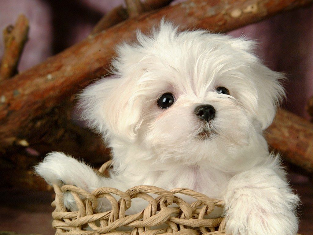 Puppies Wallpaper: Cute Puppy 2022