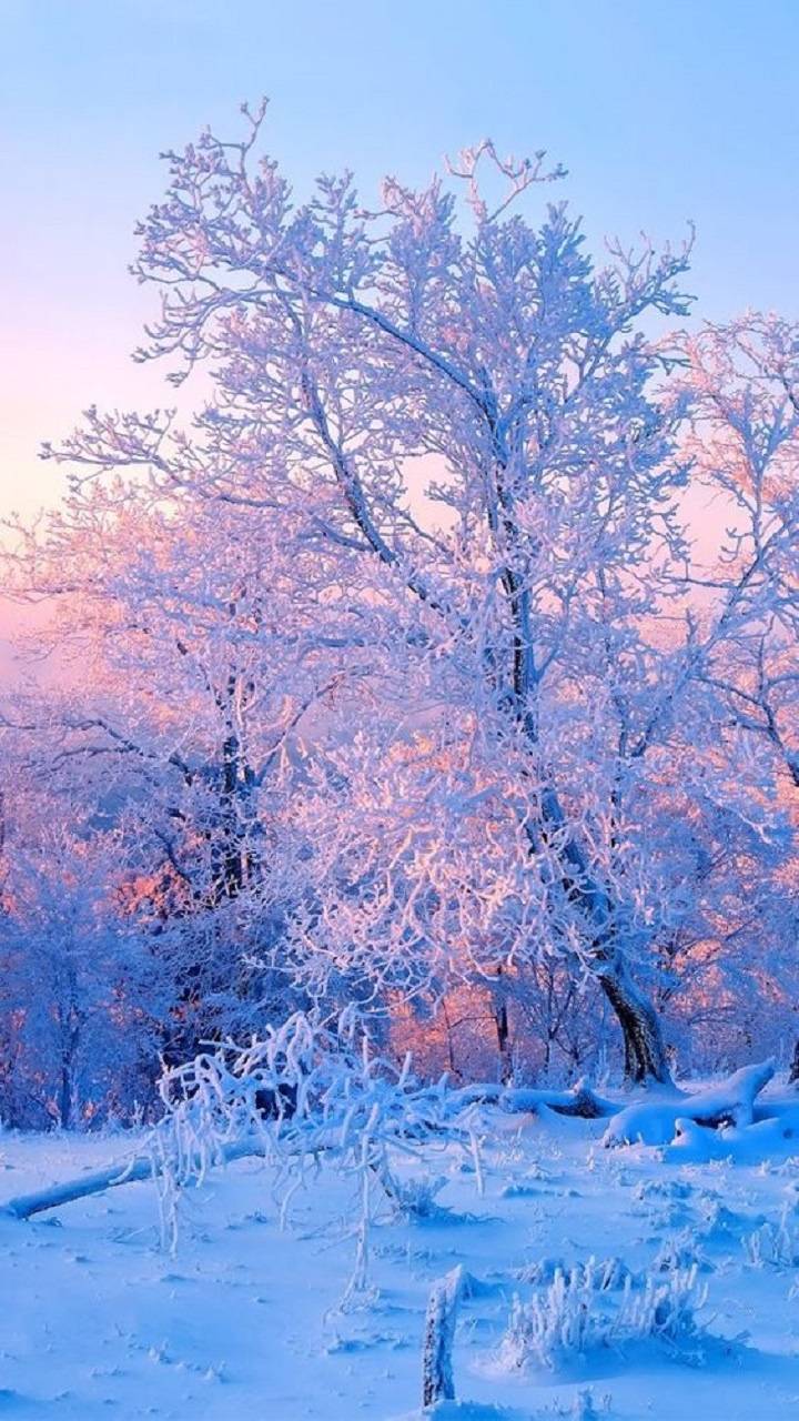 Winter Wallpaper by ZEDGE™