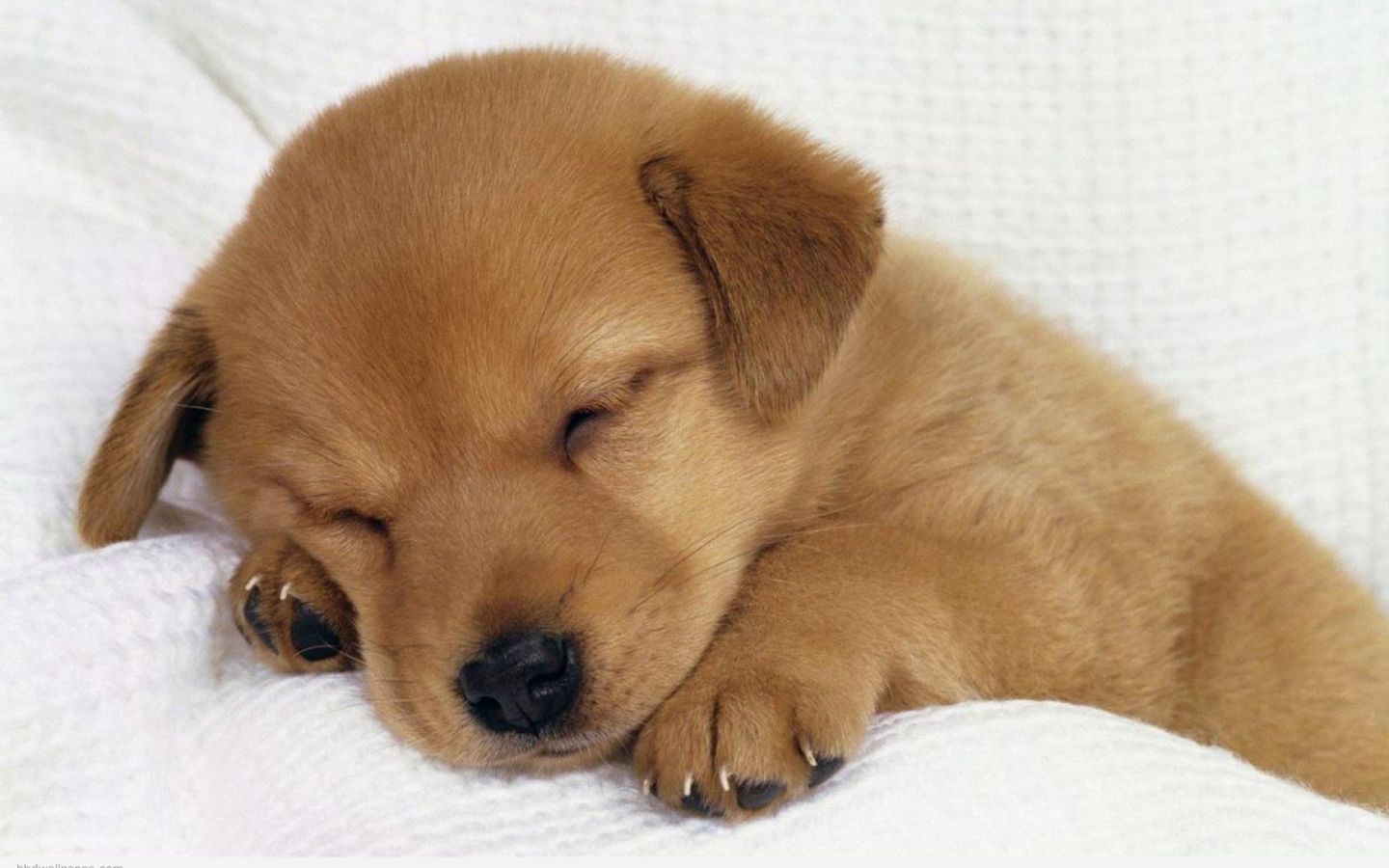 Free download Cute Dog Wallpaper 8694 HD Wallpaper in Animals Imagecicom [1920x1230] for your Desktop, Mobile & Tablet. Explore Cute Dog Background. Dogs Photo for Wallpaper, Cute Pets Wallpaper