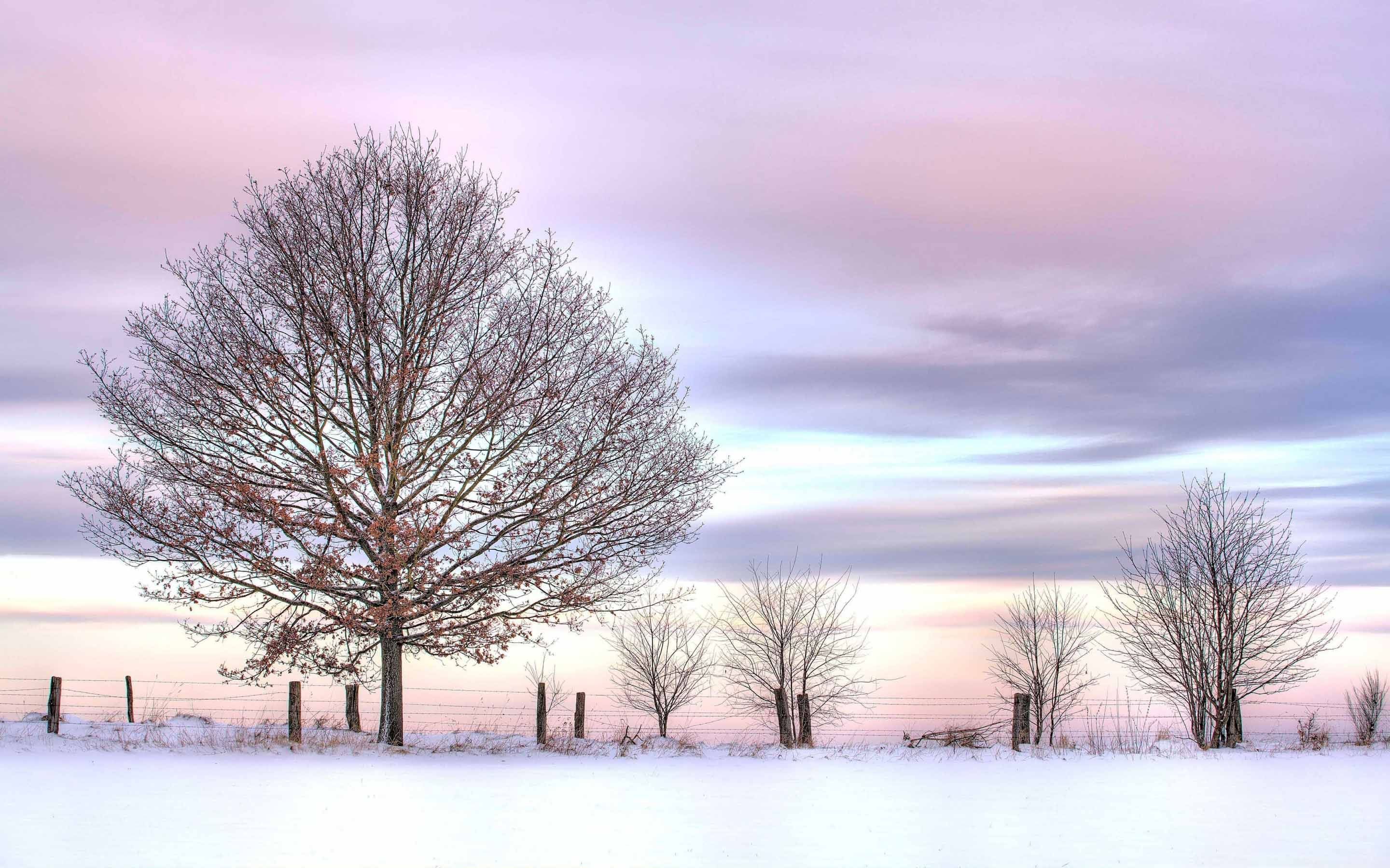 Trees And Fence Winter MacBook Air Wallpaper Download