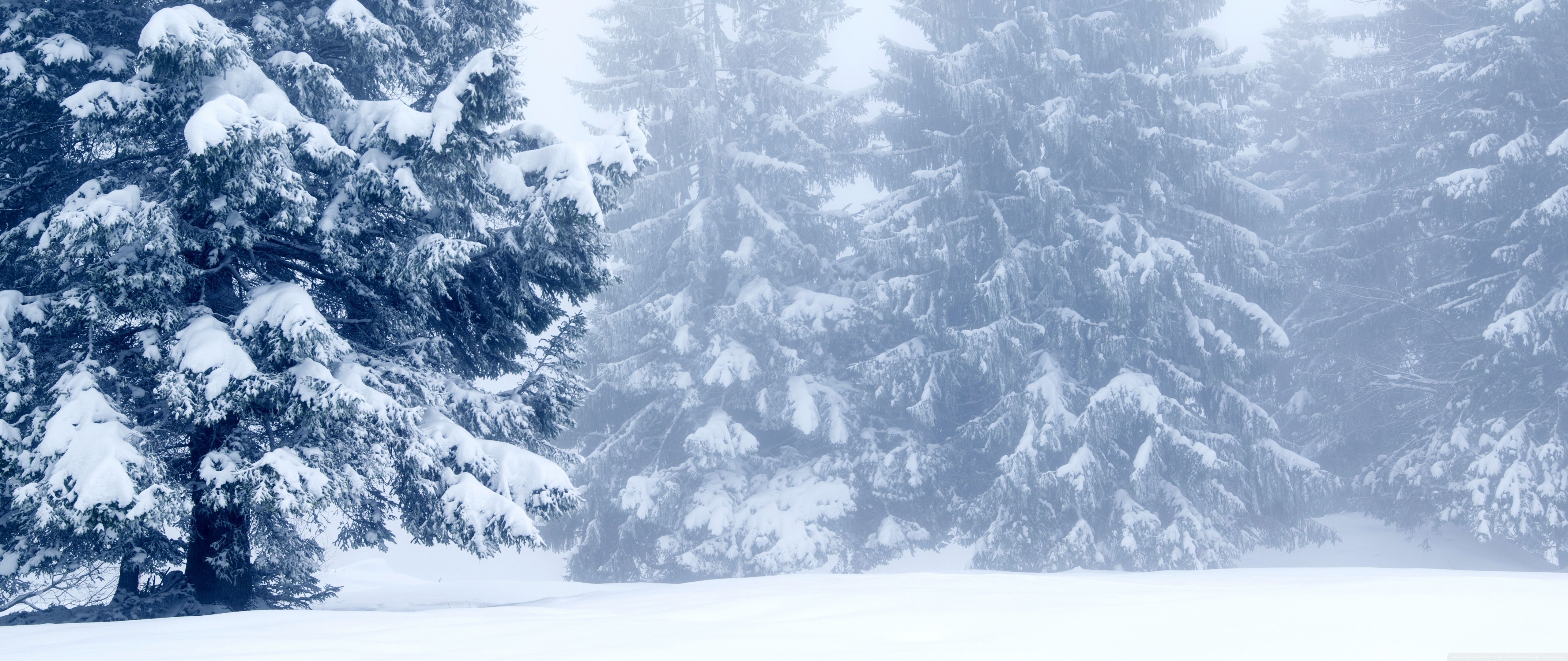 Snowy Trees, Winter Scenery Ultra HD Desktop Background Wallpaper for 4K UHD TV, Widescreen & UltraWide Desktop & Laptop, Tablet