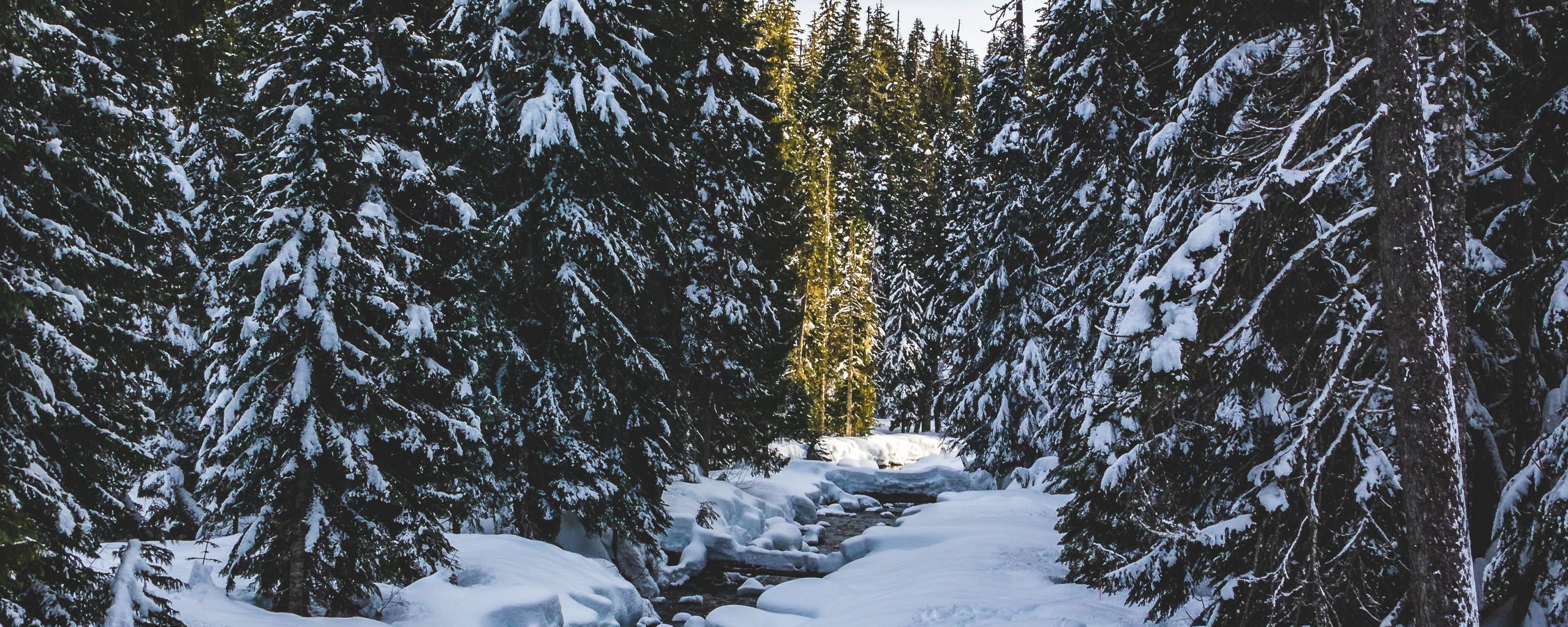 Download wallpaper 2560x1024 river, snow, trees, pines, winter ultrawide monitor HD background