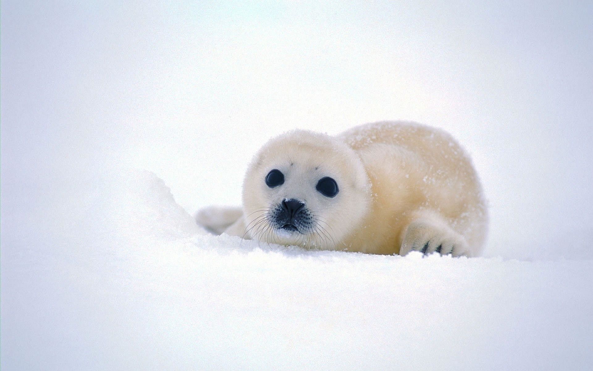 Cute Baby Seal Wallpaper Wallpaper Baby Seals