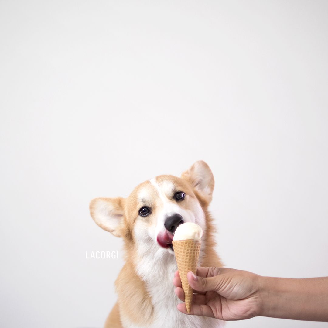 Geordi La Corgi: Because ice cream solves everything. Cute dog wallpaper, Corgi wallpaper, Dog wallpaper
