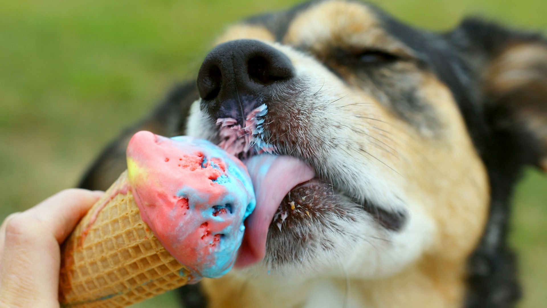 Dog Friendly Ice Cream Minneapolis