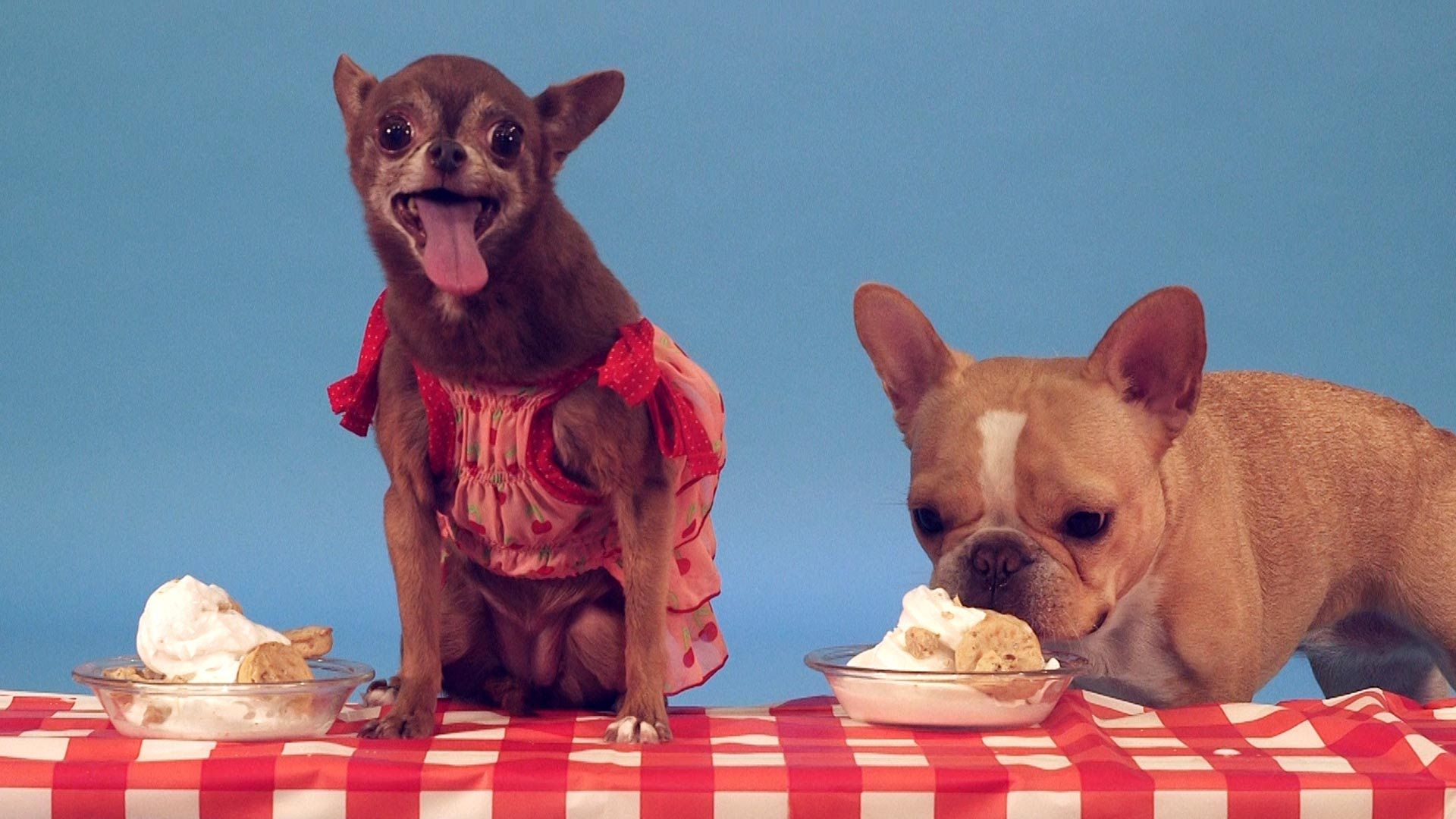 A Lively Group Of Small Dogs Slobber Through Bowls Of Ice Cream On A Hot Summer's