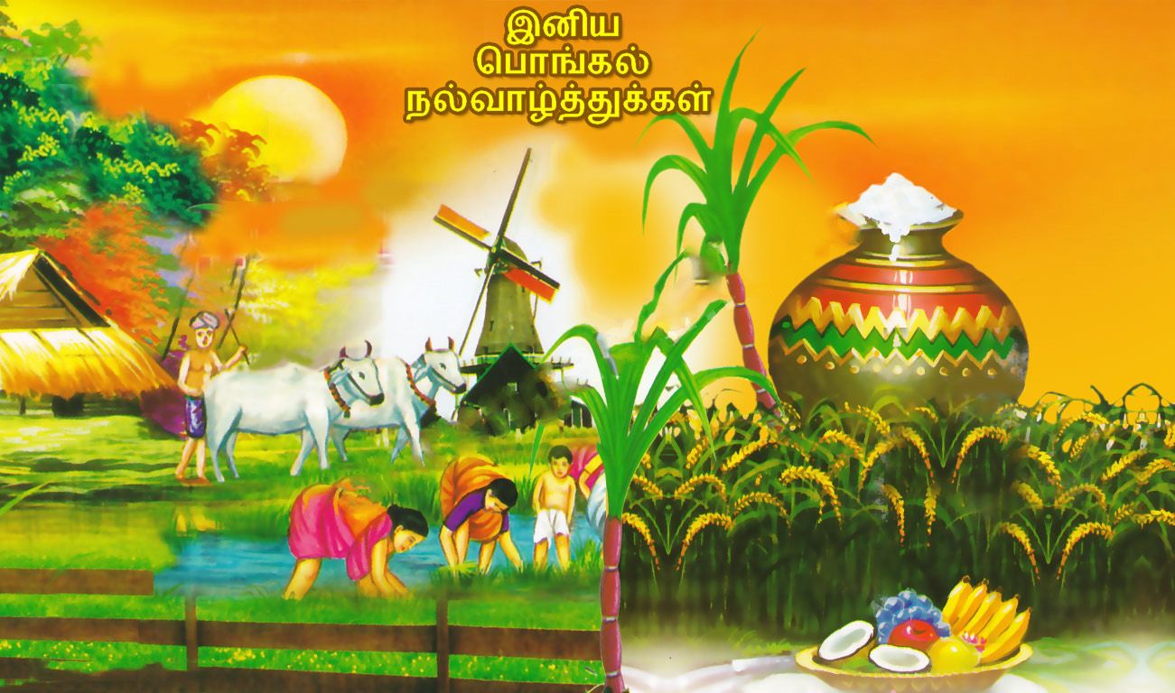 Happy Pongal Festival Tamil Wishes Greetings HD Desktop Wallpaper